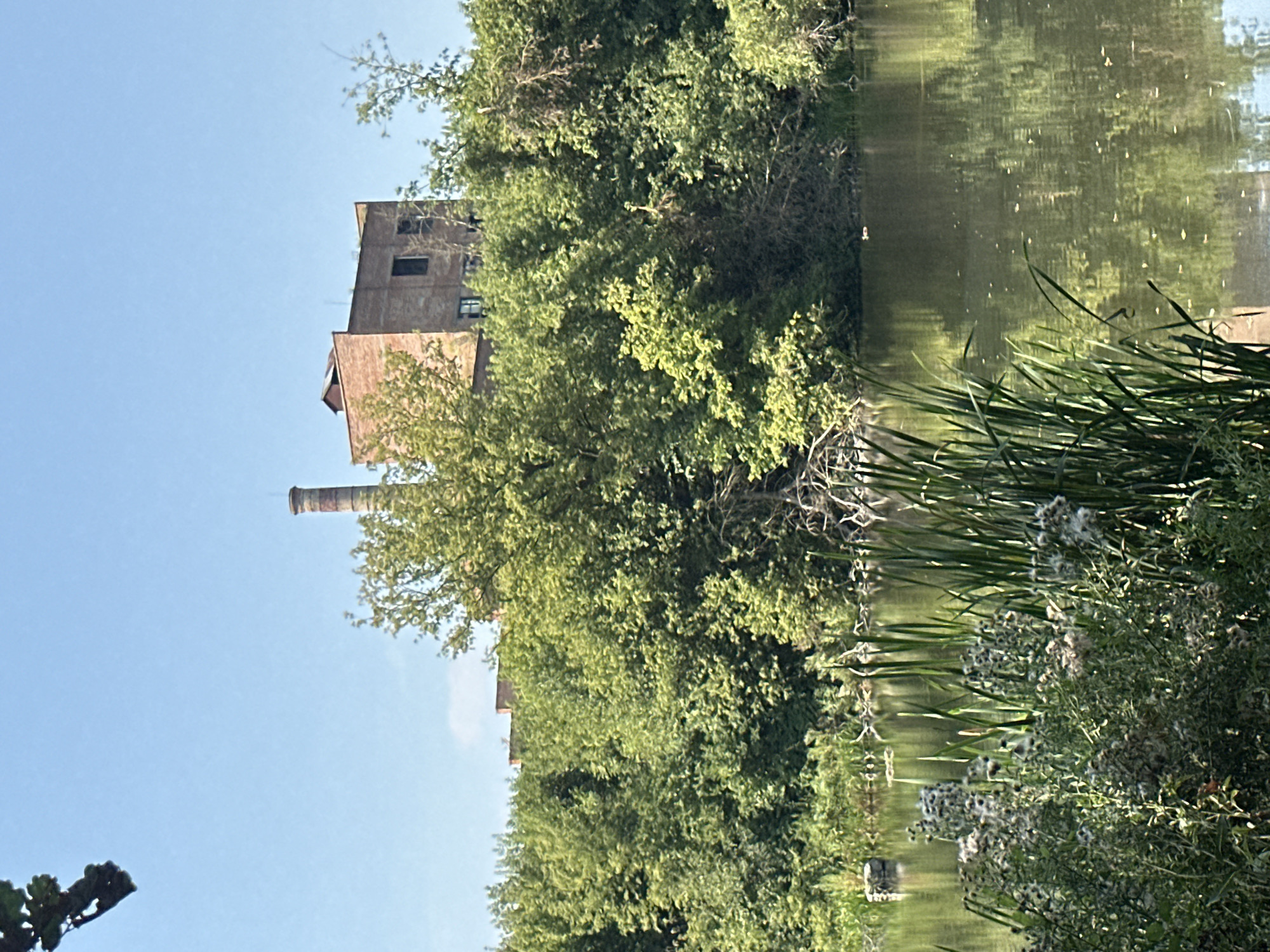 In Shatava, Ukraine, a brick industrial building with a tall, segmented chimney stands behind a dense line of green trees. The building's roof has a small, dark structure. In front of the trees, a calm body of water reflects the surrounding foliage and the blue sky. The foreground is occupied by a variety of plants, including tall green reeds and fluffy white seed heads, which rise from the water's edge. A small dark object, possibly a bird, floats on the water's surface.