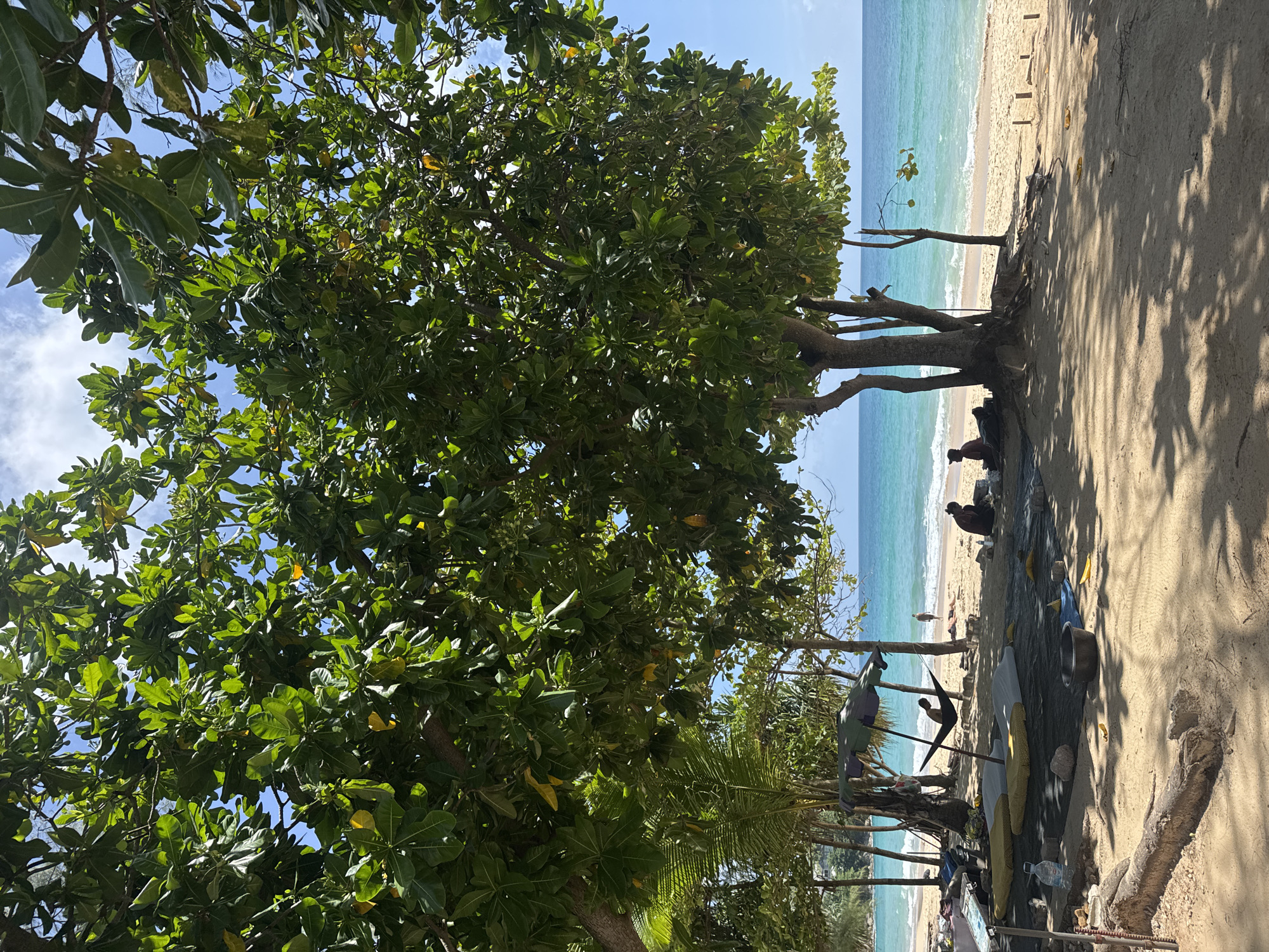 This image depicts a serene beach scene in Choeng Thale, Thailand, under a clear blue sky with scattered clouds. The foreground is dominated by the shade of a large, leafy tree, its branches casting dappled shadows on the sandy ground. Beneath the tree, a makeshift resting area is set up, featuring a green umbrella covering a hammock occupied by a person. Two large yellow cushions and other materials are spread out on a dark tarp. In the middle ground, the sandy beach meets the turquoise ocean, with gentle waves lapping at the shore. Several people are visible on the beach: one person is seated on the sand near the water's edge, another is walking in the distance, and a person is lying in the hammock. The background reveals more of the coastline with vegetation and structures. The overall atmosphere is one of peaceful relaxation in a tropical setting.