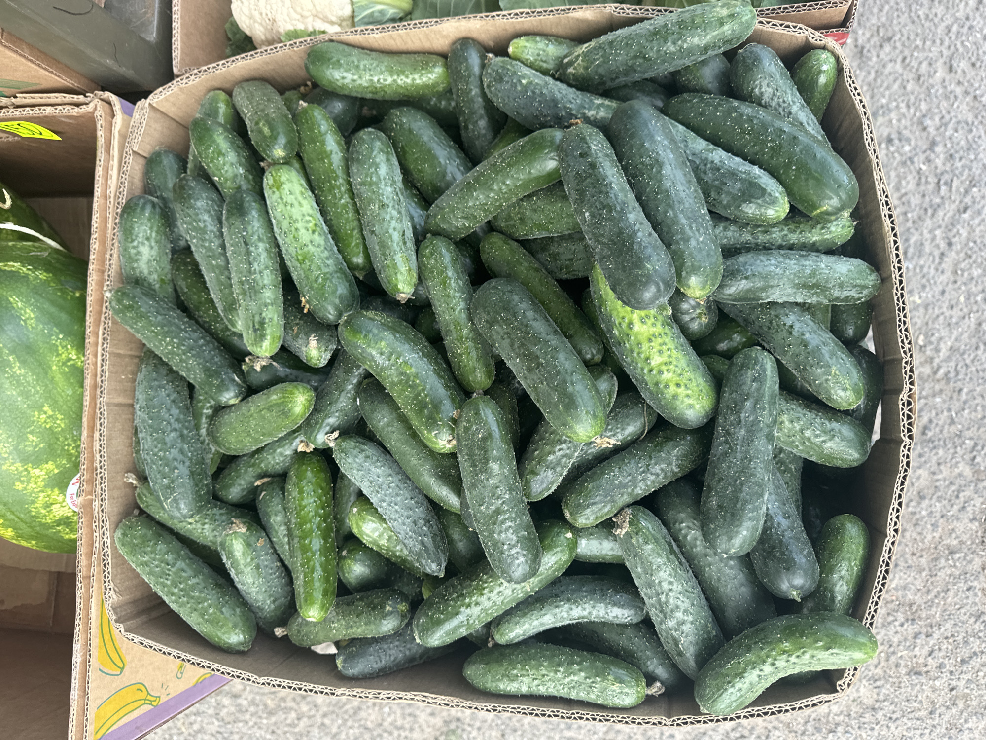 The image provides an overhead view of a large quantity of small, green cucumbers, also known as gherkins or pickling cucumbers, packed densely within a corrugated cardboard box. The cucumbers are a vibrant green, with a visibly textured and bumpy skin, and some show tiny white specks, likely from dirt or natural residue. They are tightly nestled together, filling the box to the brim.
The scene appears to be an outdoor market or a storage area. To the left of the main box, a portion of another cardboard box is visible, containing a large green watermelon with mottled light green and darker green patterns. A small yellow sticker with illegible black text is attached to the edge of this box. The side of the same box features a graphic design with yellow bananas against a brown and purple background. In the upper background, another cardboard box is partially visible, containing what appears to be a white cauliflower or cabbage.
The ground around the boxes is a rough, grey surface, possibly concrete or asphalt, suggesting an outdoor setting. The lighting is bright and natural, indicating it is daytime with clear weather. No people are visible in the frame, and the arrangement suggests the produce is either being prepared for sale or is on display at a market.