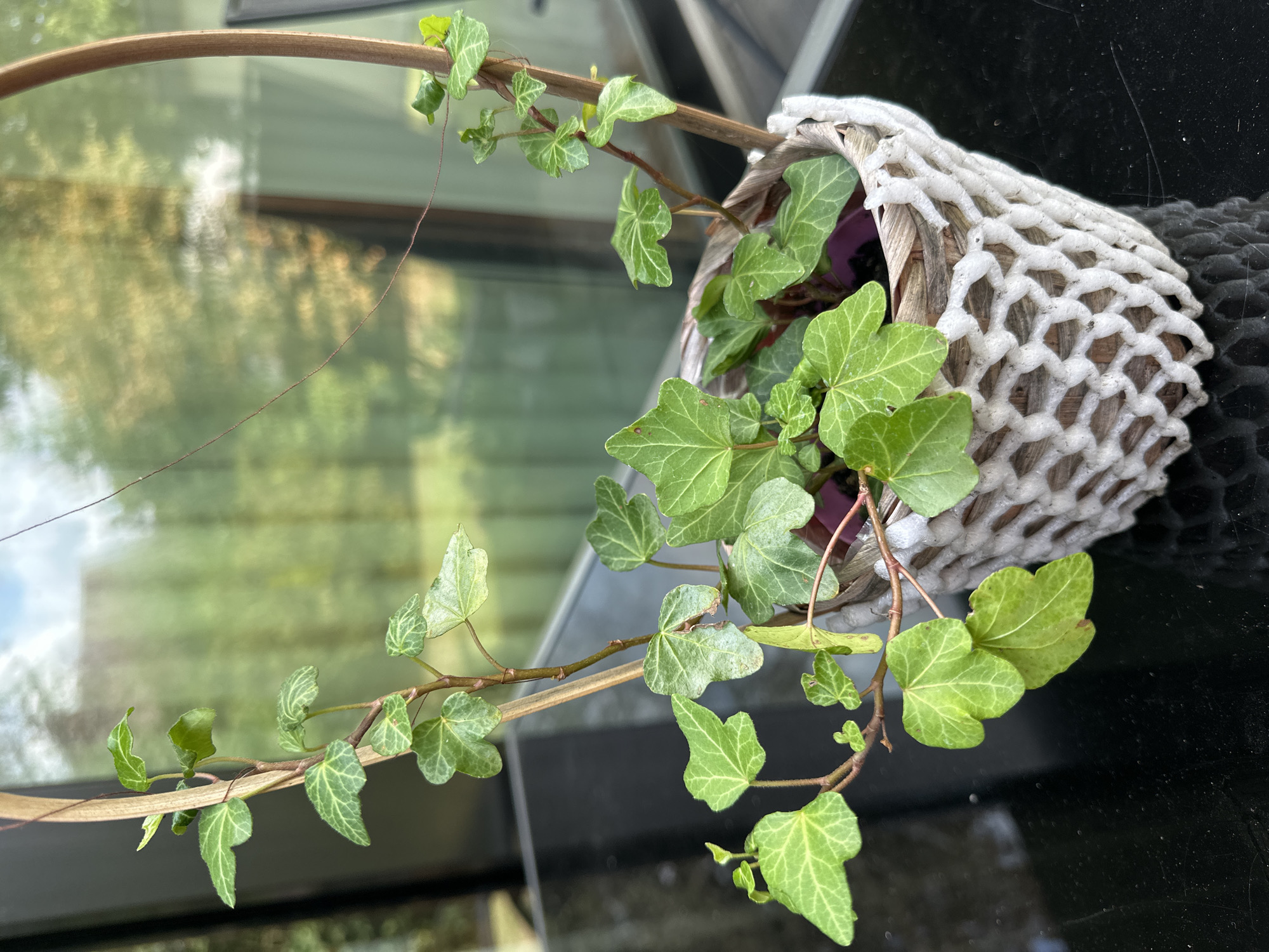 The image displays a potted ivy plant in a woven basket with a white net overlay. The plant has green, lobed leaves and is supported by a thin wooden stake. The basket sits on a dark, reflective surface, possibly a table. In the background, a window shows a blurred reflection of trees and sky, suggesting an outdoor or semi-outdoor setting. The overall scene is well-lit, with natural light illuminating the plant and its surroundings. There are no people or animals visible in the image. The location is not specified in the image itself, so Krefeld, Germany, cannot be confirmed.