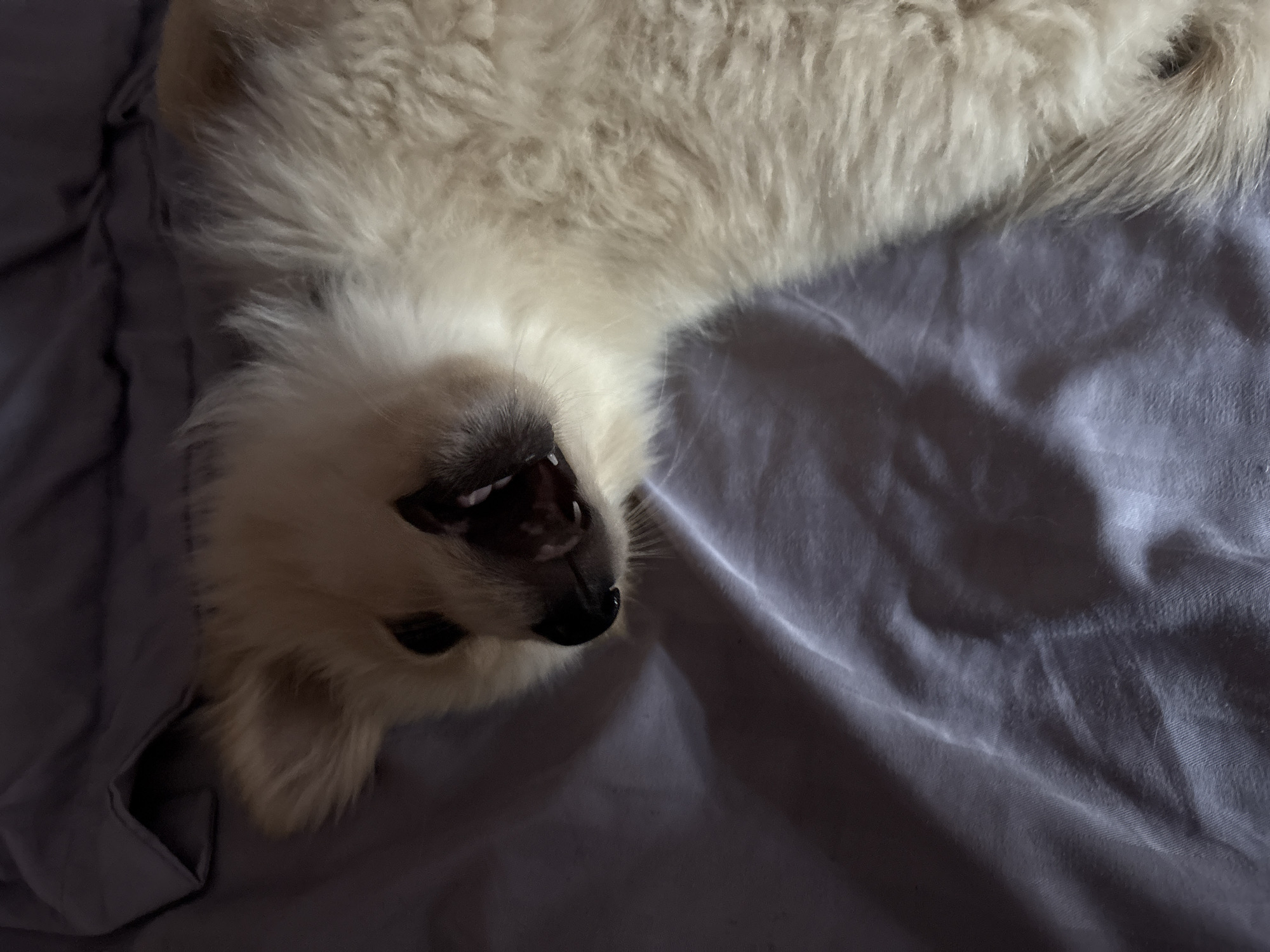 A fluffy, light-colored dog, likely a Pomeranian, is lying on its back on a dark gray, wrinkled sheet. The dog's mouth is open, revealing its tongue and teeth, and its eyes are visible, looking slightly upwards. The lighting is dim, with shadows cast on the sheet. The scene is likely indoors, possibly on a bed or couch. No specific location in Tankovo, Bulgaria is identifiable from the image.