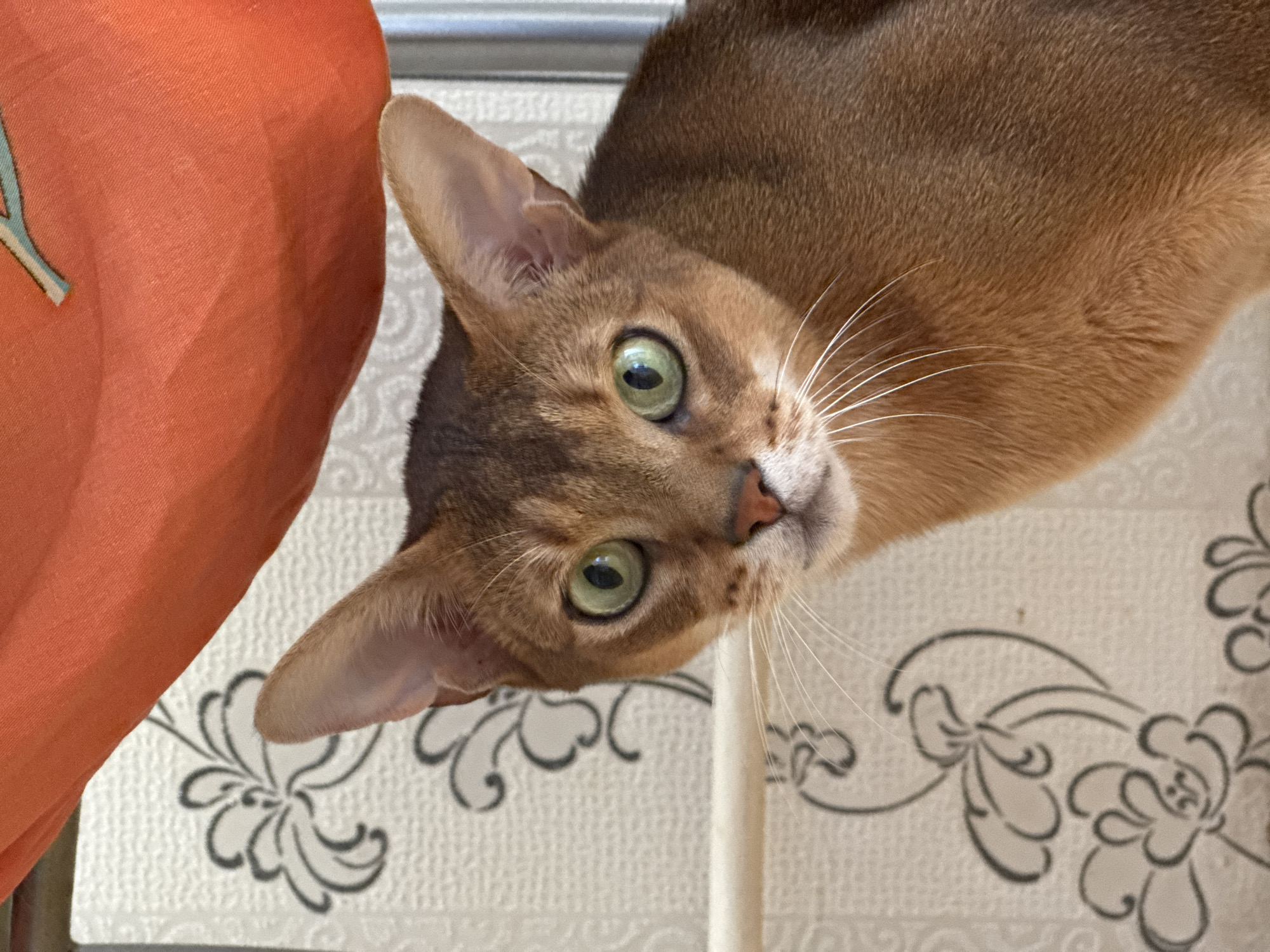 A close-up, slightly angled, eye-level shot features an Abyssinian cat with green eyes. The cat's head and upper torso dominate the frame, with an orange fabric to the left. The cat's body is golden-brown. The background is a patterned wallpaper. There is no indication of the city of Chaikovsky, Russia. No people are present.