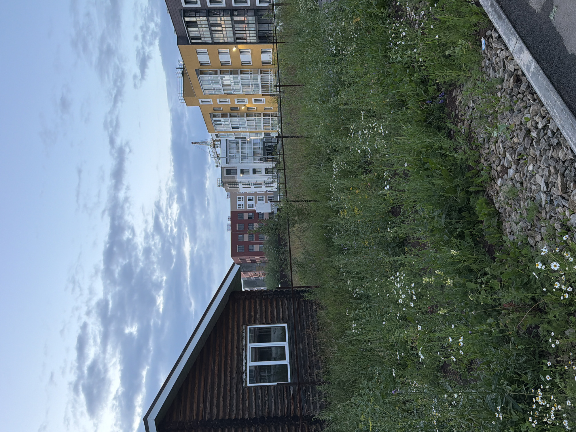 The image depicts an outdoor scene in the city of Froly, Russia, showcasing a contrast between a rustic wooden structure and modern apartment buildings under a cloudy sky.
In the foreground, a dark wooden log cabin with a white-trimmed roof and a white-framed window is situated on the left side of the frame. The cabin appears to be partially obscured by tall, green grass and wildflowers, suggesting an undeveloped or semi-developed area. A rusty metal fence runs across the mid-ground, separating the cabin's immediate vicinity from the more distant urban landscape.
Beyond the fence, a line of modern, multi-story apartment buildings dominates the background. These buildings vary in color and design, with prominent yellow, white, and grey facades. Some of the apartments feature balconies with glass railings, and lights are visible in some windows, indicating occupation or activity within. A construction crane is also visible between some of the buildings, suggesting ongoing development in the area.
The ground in front of the apartment buildings and extending towards the fence is covered with a dense growth of greenery, including various types of grass and small white wildflowers. A section of gravelly ground with scattered rocks and a paved edge is visible in the lower right corner of the image, possibly indicating a sidewalk or road. The sky above is overcast with a mix of light and dark clouds. The overall impression is one of a developing urban fringe where older, more traditional structures coexist with new residential construction. No people are visible in the image.