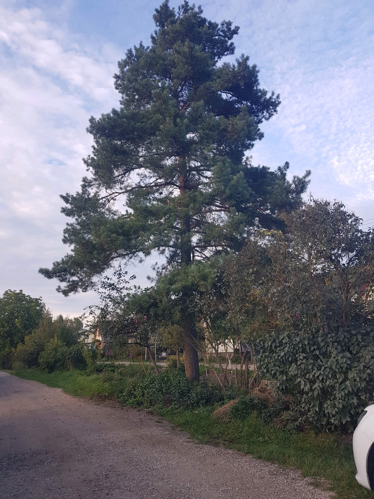 A tall evergreen tree dominates the center of the frame, its branches reaching towards a sky with scattered white clouds. To the right of the evergreen, a dense, leafy bush with a slightly darker hue is visible. The foreground shows a gravel road curving to the left. Along the edge of the road, there is lush green grass and other vegetation. In the background, beyond the trees and bushes, glimpses of a building with a white facade and a dark roof can be seen. A small section of a white car is visible on the far right of the image. The scene appears to be set in a rural or suburban area, possibly in the village of Pyarezhyra, in the Pyarezhyrski Sel'savi of Belarus, given the context.