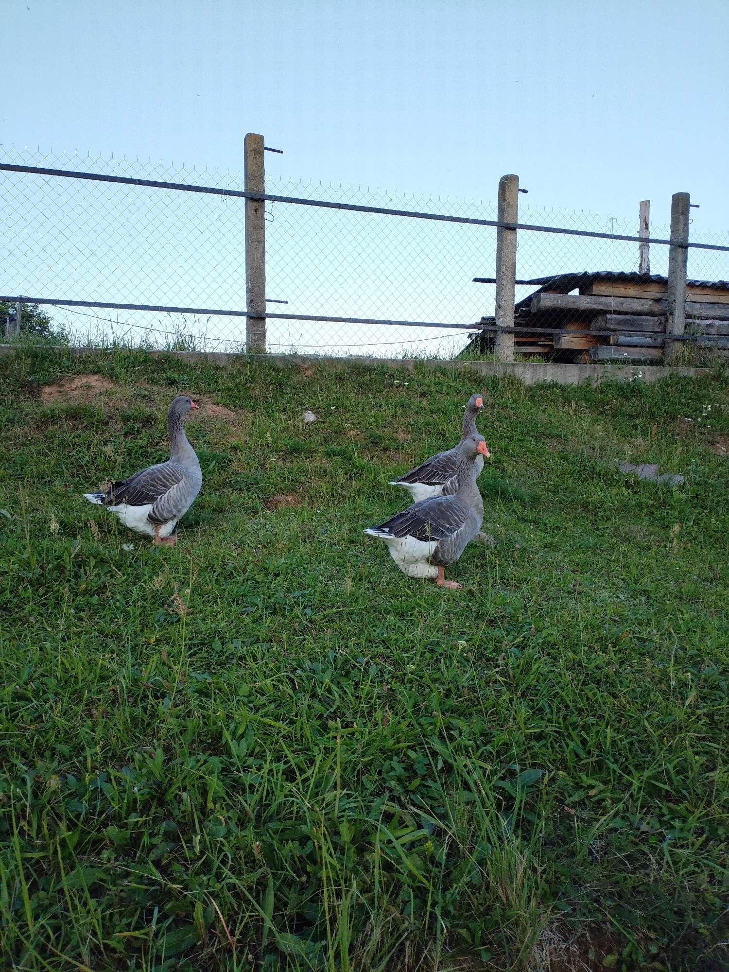 This is a ground-level, outdoor photograph of three gray geese standing on a grassy incline. The geese are facing different directions. The goose on the left is looking to the left, and the two geese on the right are looking towards the right. The grass is green and appears to be slightly overgrown in some areas. In the background, there is a chain-link fence with two concrete posts and a wooden structure constructed from planks. The sky is clear and pale blue. The scene is likely located in Bialynichy, Belarus, a rural or semi-rural setting based on the presence of geese and fencing. There are no people or human activity visible.