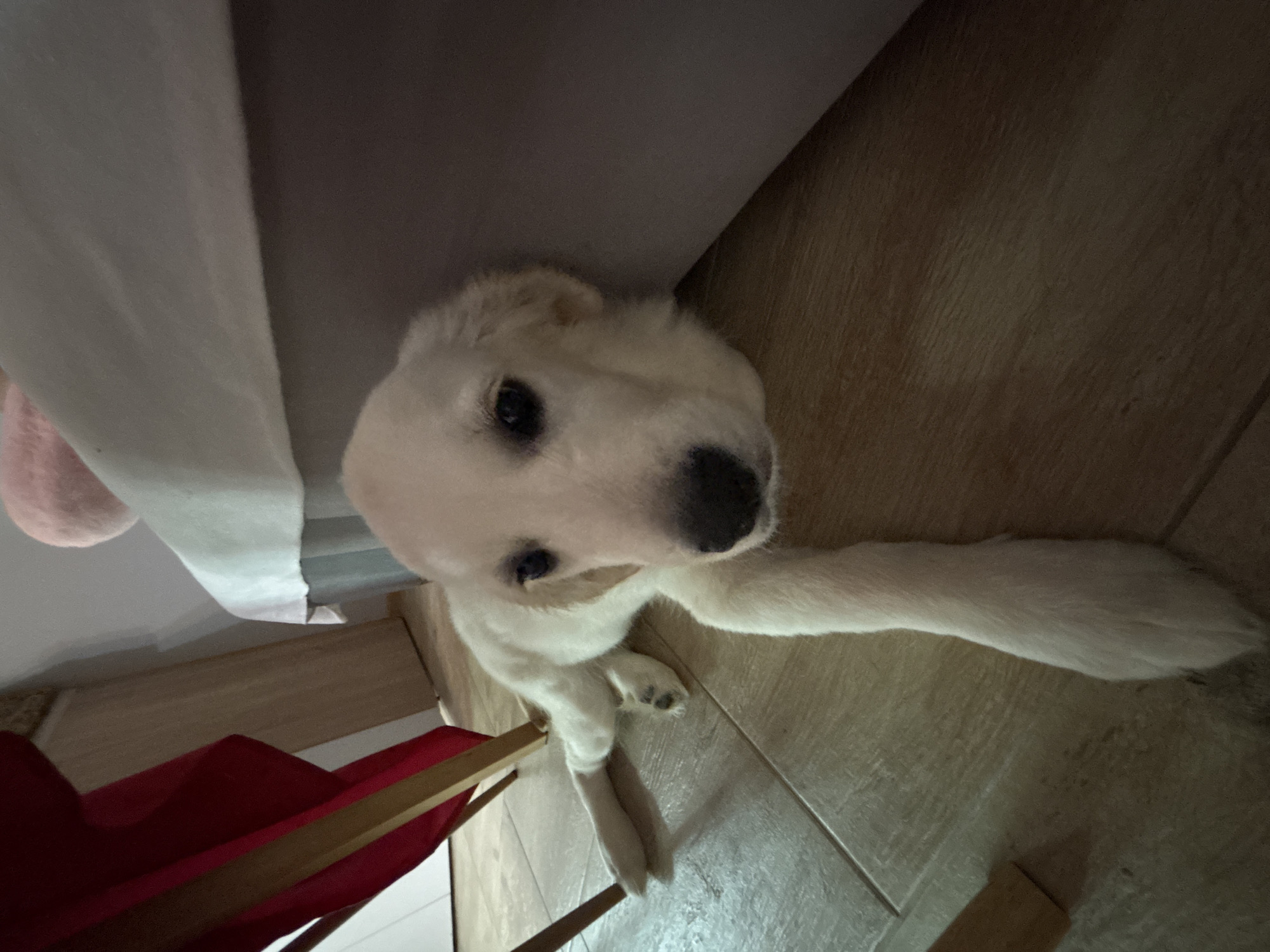 A light-colored puppy looks upward toward the camera. Its body is mostly underneath a light-colored bed. The dog is on a wood floor. A red chair is partially visible in the lower left corner of the image. The location is not specified in the image.