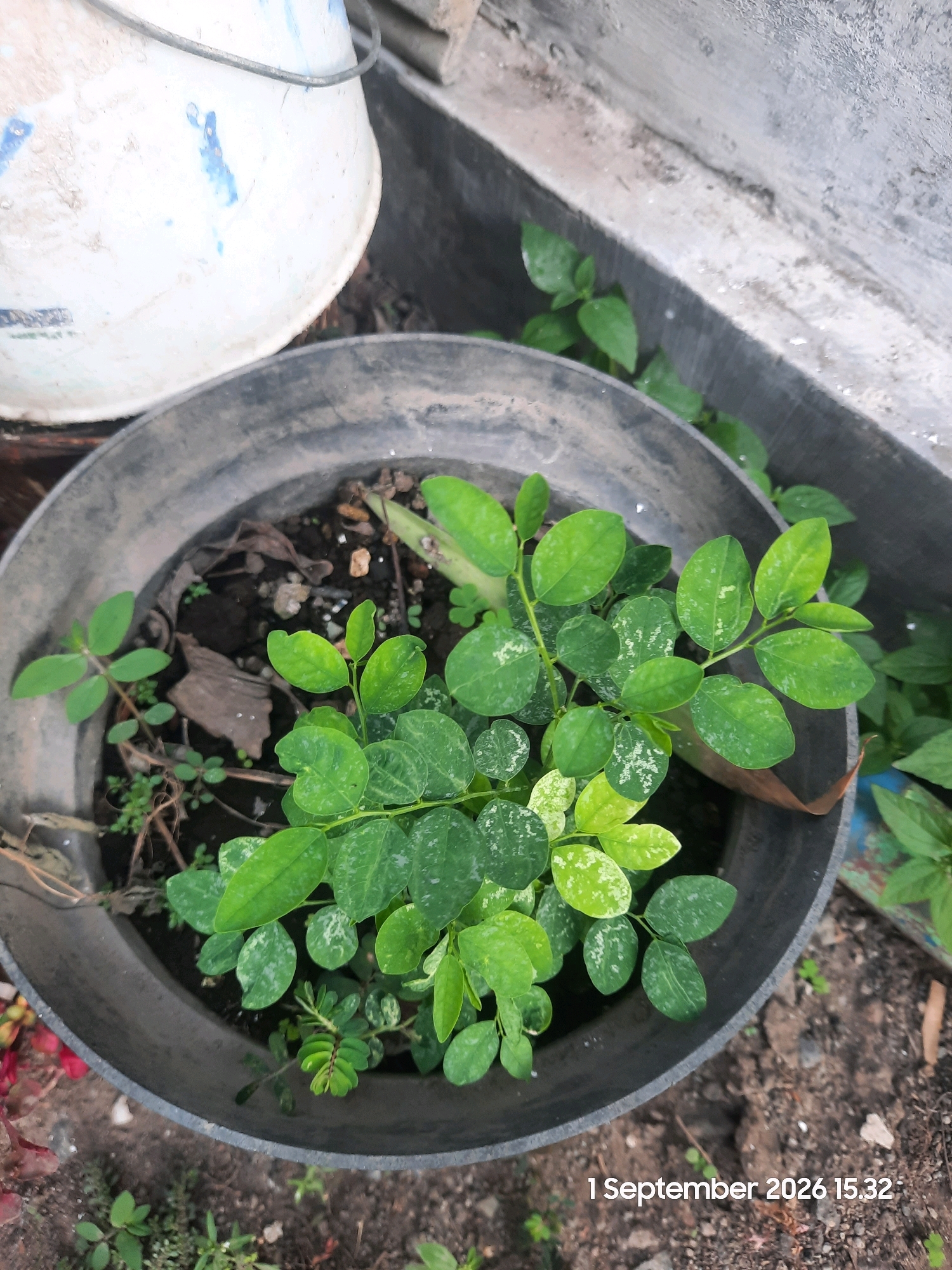 In Karanggeger, Indonesia, a close-up, high-angle shot captures a potted plant with vibrant green leaves. The plant, a young sapling with multiple stems and clusters of compound leaves, sits within a dark gray plastic planter. Some leaves exhibit a mottled pattern of lighter green or white. The soil in the pot is dark and appears moist, with scattered small pebbles and dried organic matter.
Surrounding the planter is a rough, gray concrete surface, possibly a wall or foundation, with some dirt and debris. To the left of the planter, a portion of a white bucket with blue markings is visible. The ground outside the pot is composed of soil, small stones, and sparse vegetation. The overall scene suggests an outdoor setting, likely a garden or yard. A timestamp in the lower right corner indicates "1 September 2026 15:32".