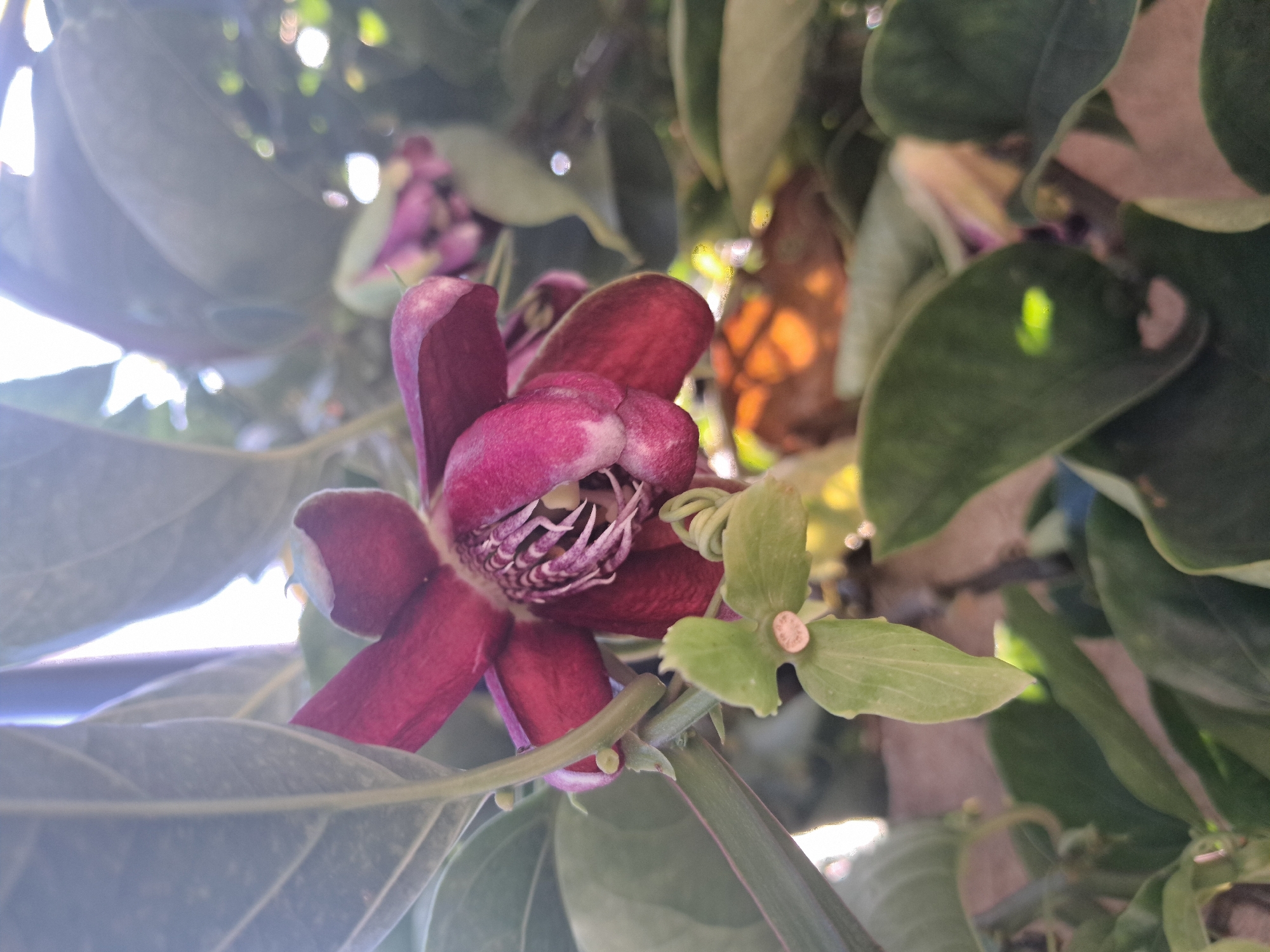 The image depicts a maroon-colored flower, likely a Passiflora, with prominent petals and a complex internal structure. It is surrounded by green foliage, including large, veined leaves and a smaller, three-lobed leaf. The background is blurred, suggesting a natural environment. The image was taken in Vicente López, Argentina.