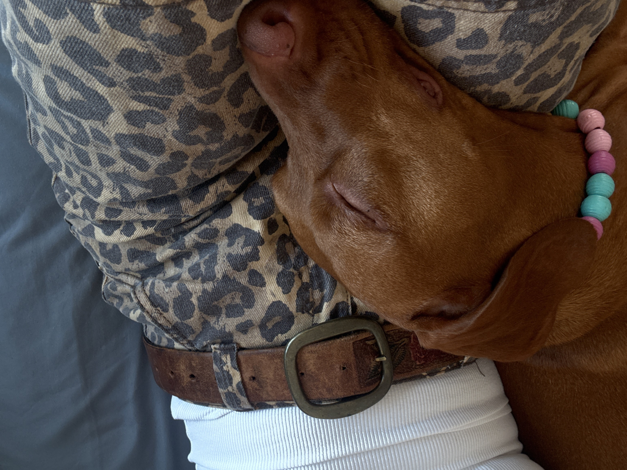 The image presents an intimate, close-up view of a reddish-brown dog, likely a Vizsla, sleeping soundly with its head resting on a person. The dog's eyes are closed in peaceful slumber, with its snout, nose, and a part of its ear clearly visible. Around its neck, a colorful necklace or collar made of spherical beads in shades of pink, purple, and teal adds a distinctive detail.
The person the dog is resting on is partially visible, wearing a leopard print garment, possibly a jacket or shirt, featuring a grey and beige pattern. A brown leather belt with an antiqued bronze-colored rectangular buckle cinches the garment, and a white ribbed tank top or undershirt is visible beneath. The background is a soft, muted grey fabric, suggesting an indoor setting like a bed or couch.
The scene conveys a strong sense of comfort, tranquility, and the affectionate bond between the pet and its owner during a moment of relaxation. No specific time of day or weather conditions are explicitly indicated, but the soft lighting suggests a calm atmosphere. There is no visible text in the media file. This serene moment is captured in Sofia, Bulgaria.