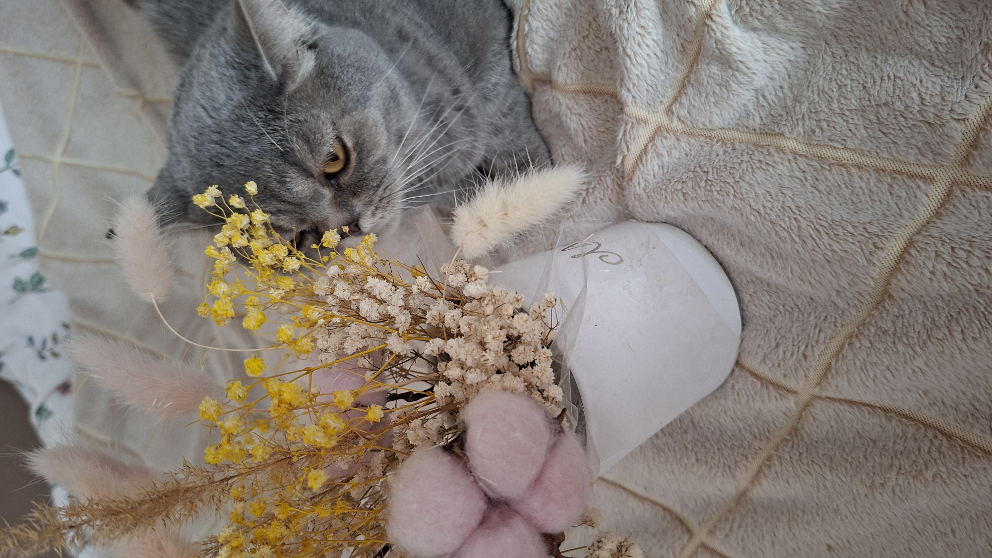 A grey cat with amber eyes rests its head near a bouquet of dried flowers in a white paper cone. The flowers include yellow and cream-colored baby's breath, pink cotton-like puffs, and feathery beige plumes. The background consists of a soft, textured blanket. The image was taken in Chaikovsky, Russia.