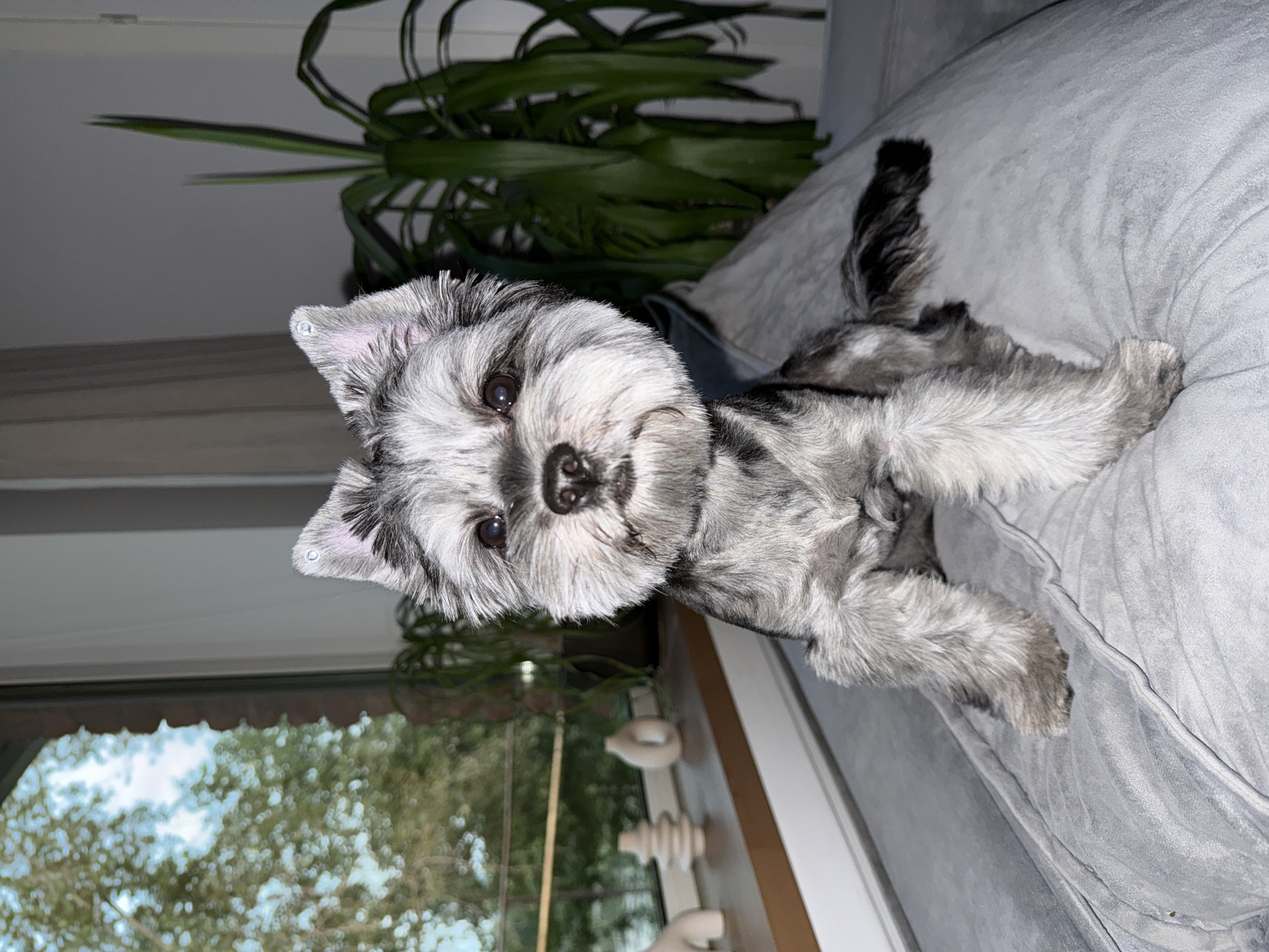 A medium close-up shot features a small dog, likely a Miniature Schnauzer, sitting on a grey upholstered surface. The dog has grey and white fur, erect ears with black tips, and dark eyes. It is facing the camera with its head slightly tilted. Behind the dog, a window reveals a blurry green outdoor scene with trees and a bright sky. On a windowsill to the left, there are decorative ceramic objects. To the right of the dog, a large green plant with long, thin leaves is visible, positioned in front of a white wall. The lighting in the image appears to be artificial, casting a soft glow on the dog and its surroundings. The scene is indoors, likely in a residential setting. There is no discernible connection to the city of Chaikovsky, Russia, as no identifying landmarks or context are present.
