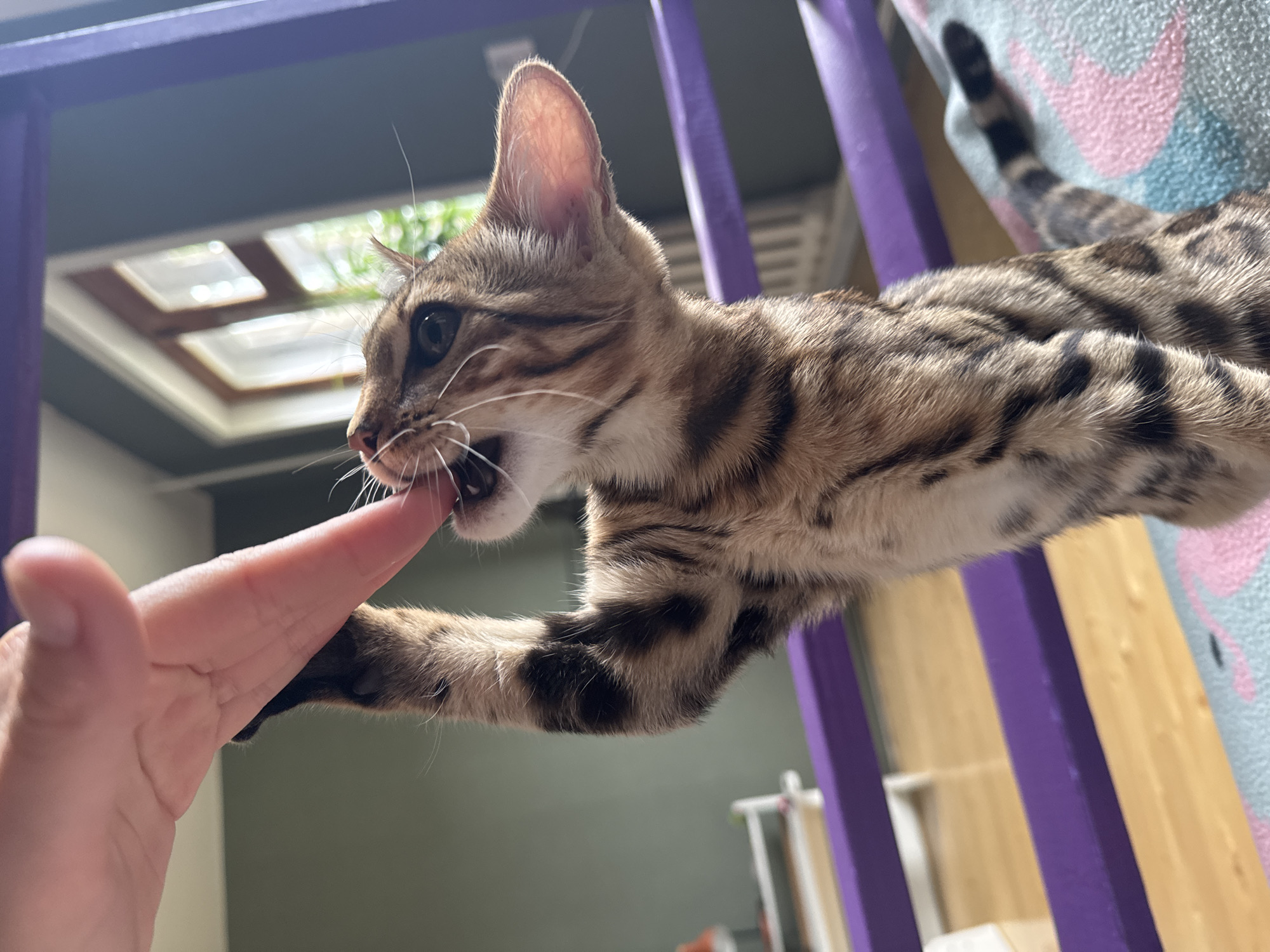 A close-up, eye-level shot captures a young Bengal cat standing on its hind legs, reaching up to lick a person's finger. The cat's fur displays its characteristic spotted pattern, and its eyes are wide with interest. The person's hand is positioned above the cat, with the finger extended. The background features a room with a green wall, a window with blinds, and purple bars, possibly part of furniture or a play structure. The flooring appears to be light-colored wood, and a patterned rug is visible in the lower right corner. No specific identifiable landmarks or elements place this scene within the city of Rzhev, Russia.