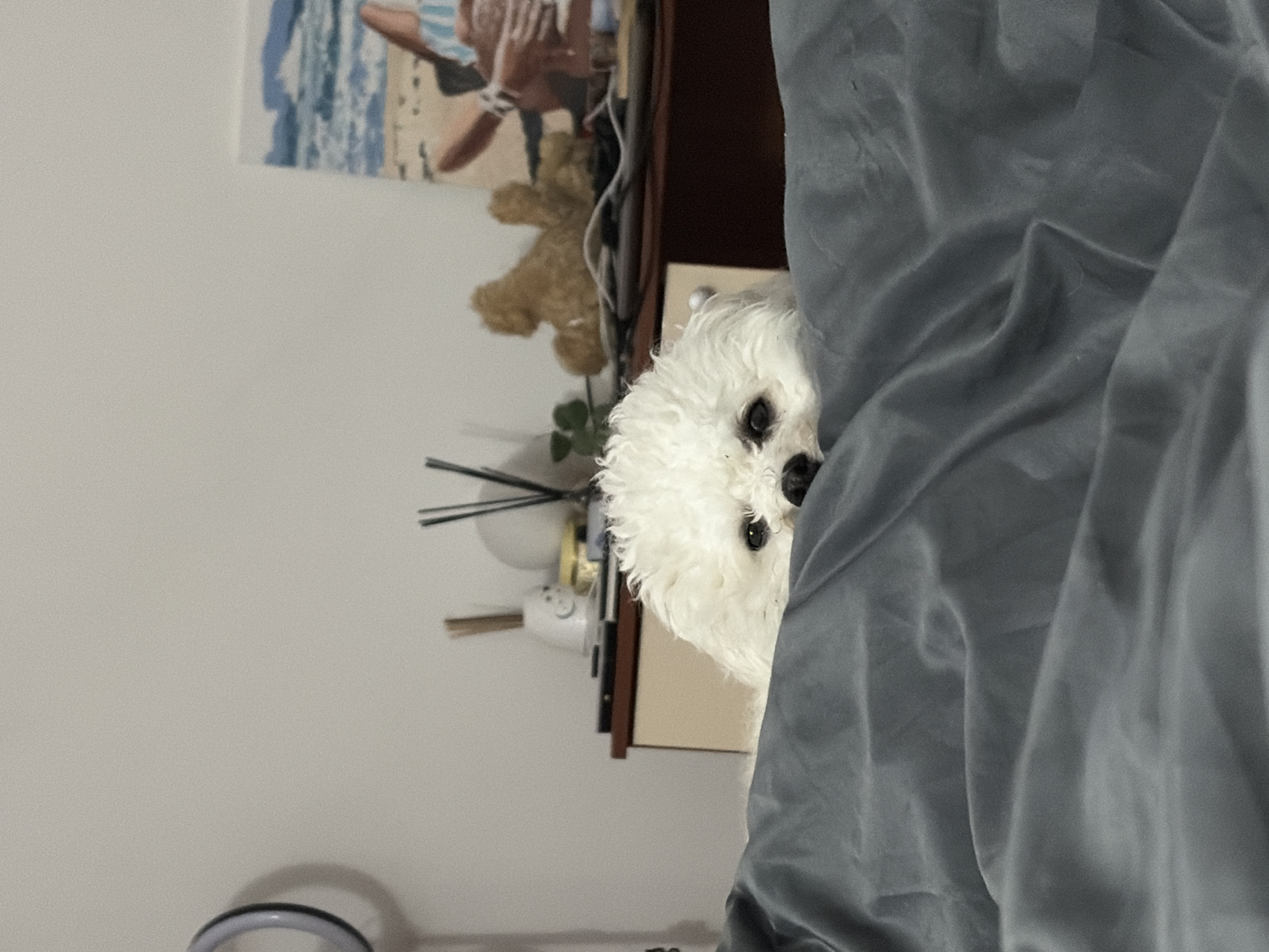 A white, fluffy dog is peeking out from behind a gray blanket or sheet. The dog's eyes are visible, and it appears to be looking directly at the camera. To the left of the dog is a nightstand with a framed picture, a teddy bear, some decorative sticks, and a small humidifier. The wall behind the nightstand is painted white. There is no information given about the location in the city of Budva, Montenegro.
