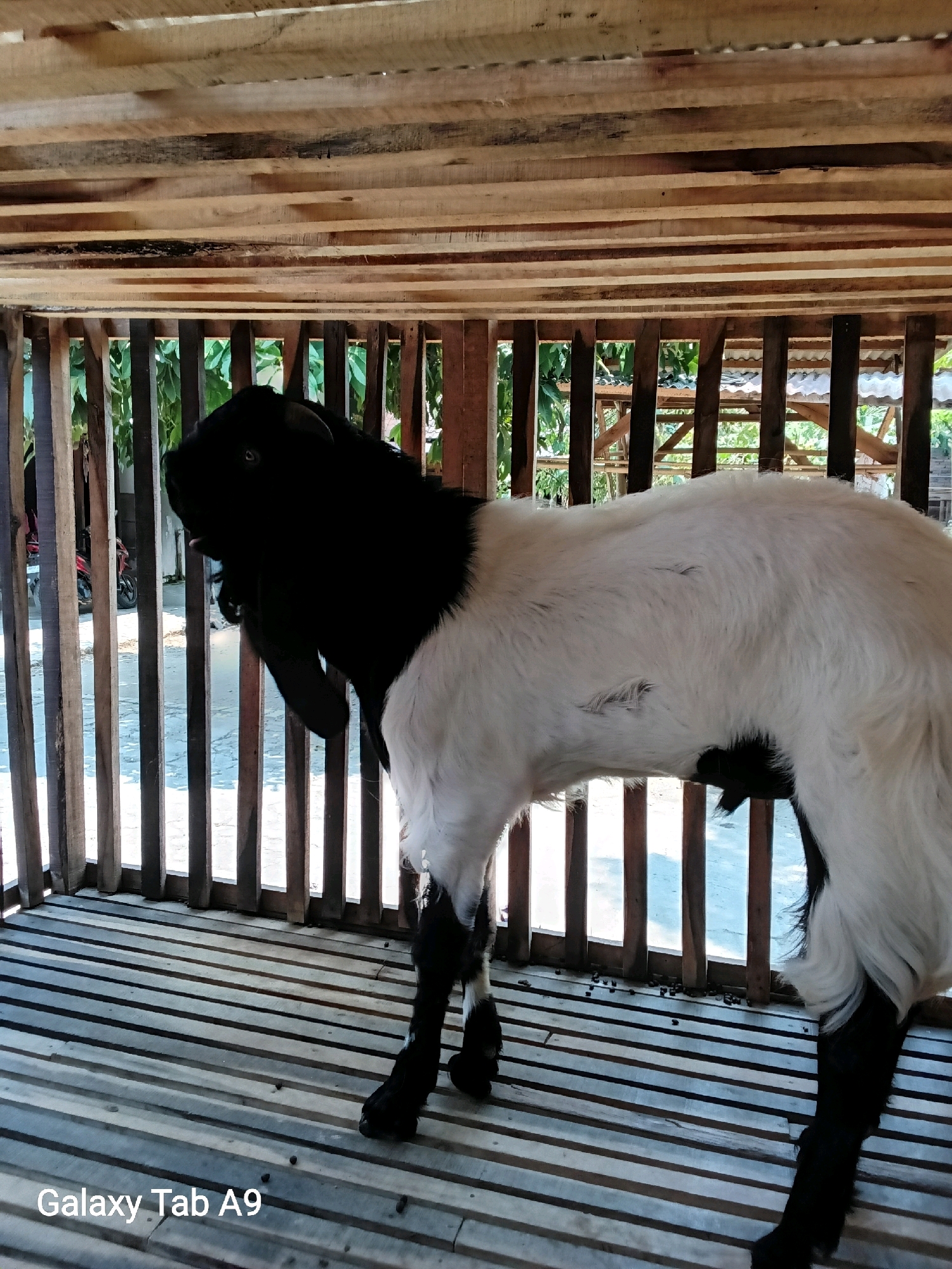 A black and white goat is standing inside a wooden pen. The pen has a wooden slatted floor and wooden vertical posts that form a fence. Sunlight is filtering through the gaps in the fence, creating shadows on the floor. Outside the pen, there are some green trees and what appears to be a corrugated metal roof. The text "Galaxy Tab A9" is visible in the bottom left corner of the image, suggesting it was taken with a Samsung Galaxy Tab A9 device. The scene appears to be a rural setting, possibly a farm or animal enclosure, in Trenggalek, Indonesia. There are no people visible in the image.
