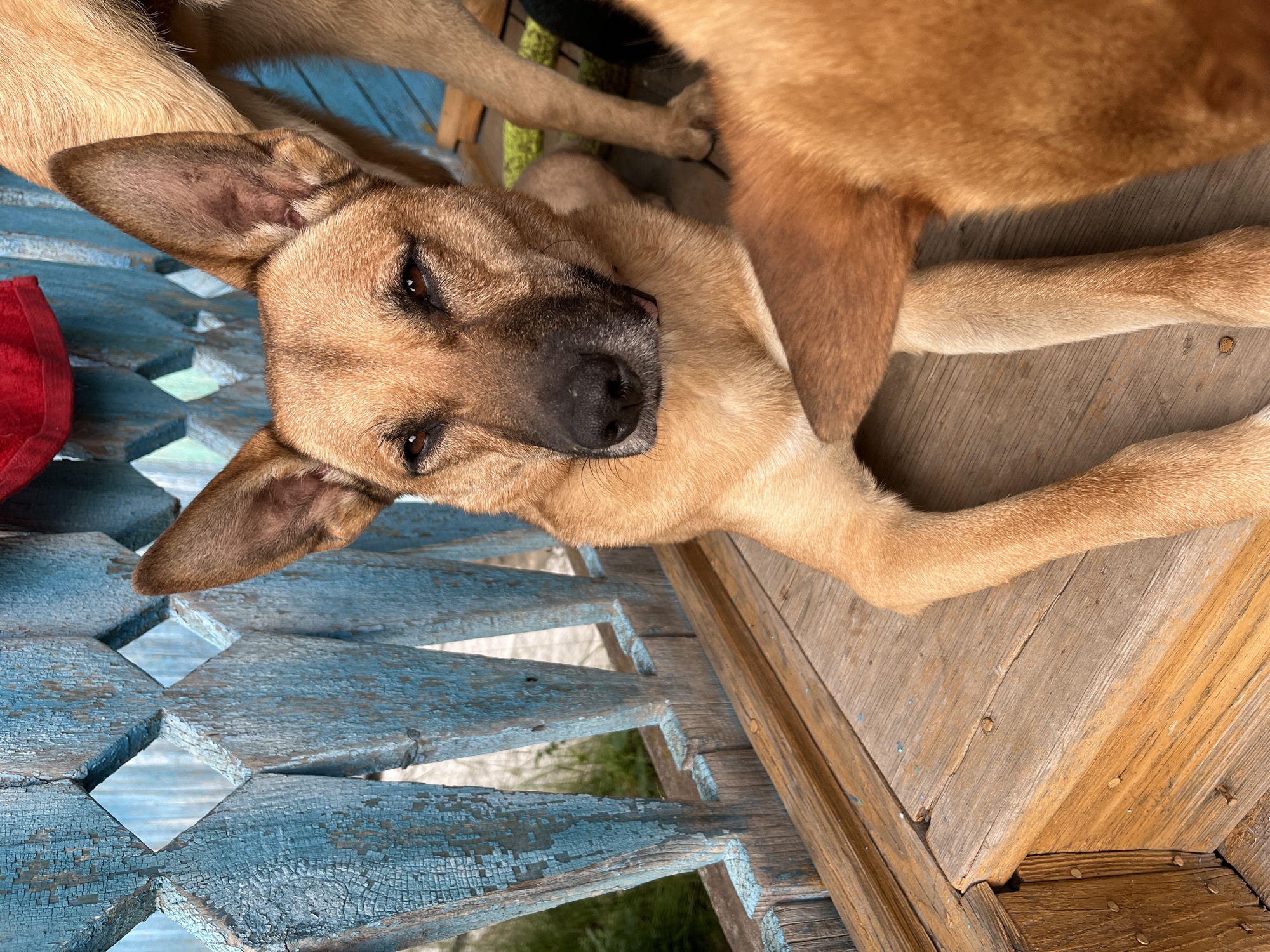 A medium shot captures a light brown dog lying on a wooden porch, with its head angled towards the camera. The dog's ears are erect and alert, and its eyes are partially closed, giving it a relaxed or contemplative expression. A pink tongue peeks out slightly from its mouth. The dog's body is a warm tan color, with some darker markings on its muzzle and ears. Its front paws are extended forward, and its back legs are visible further behind. Another dog, mostly out of frame, is partially visible in the foreground, obscuring the lower right portion of the main dog's body with its hindquarters.
The porch is constructed of weathered wooden planks, some of which show signs of wear and tear, with visible nails. Behind the dog is a rustic blue wooden fence with a diamond-shaped lattice pattern. The blue paint on the fence is peeling and faded, revealing the natural wood underneath. In the background, through the gaps in the fence, hints of green foliage and possibly a grey surface can be seen, suggesting an outdoor setting. A small portion of a red fabric item is visible hanging from the top of the fence. The overall scene appears to be located on a porch of a building in a residential area, possibly in Nizhny Tagil, Russia, given the style of the fence and the weathered appearance of the wood, which is characteristic of some older dacha or rural structures.