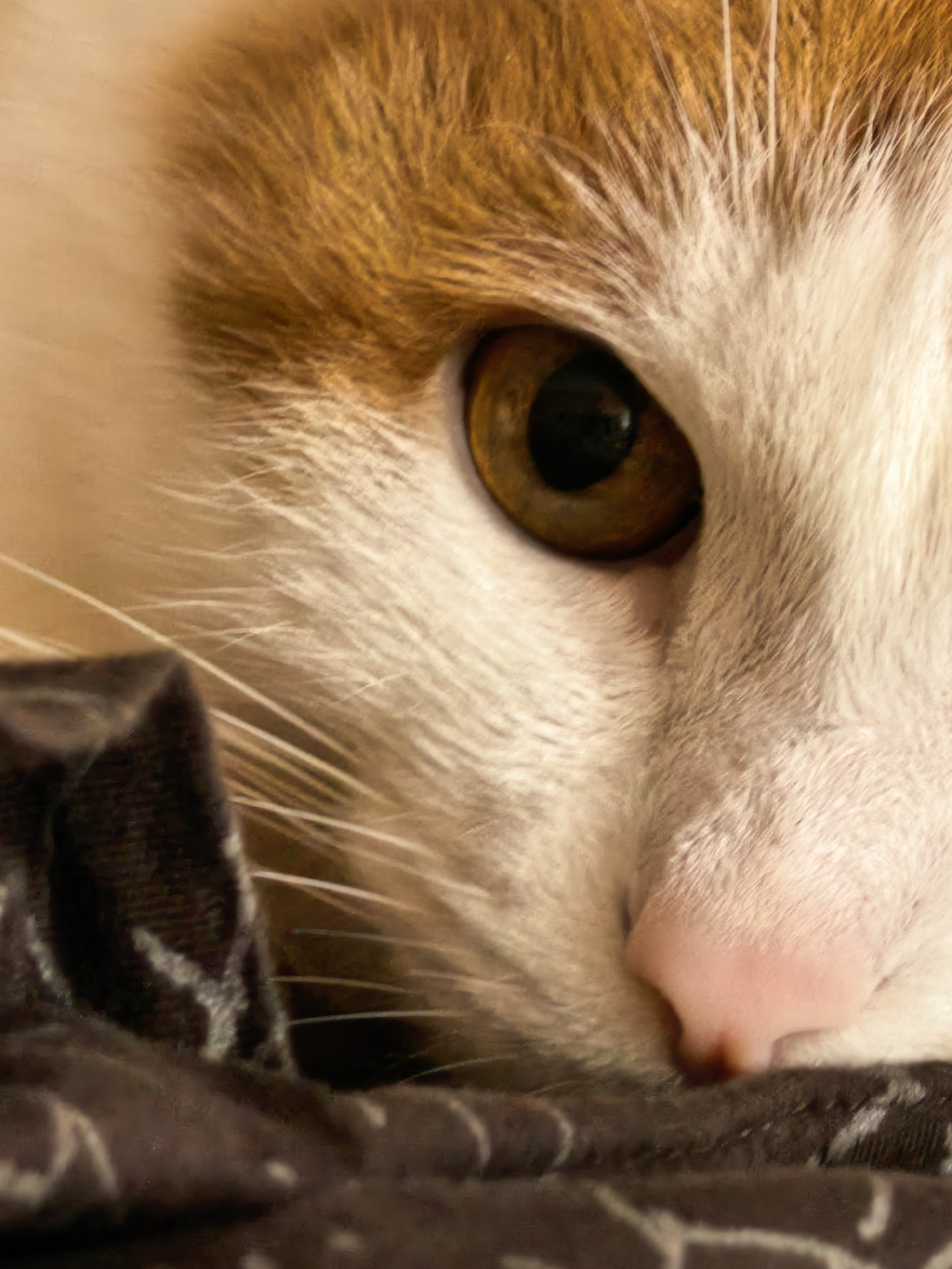 The image is a close-up, low-angle shot of a cat's face. Only the right eye, nose, and a portion of the head are visible. The cat has amber-colored eyes, white fur around the nose and cheeks, and orange fur on the top of its head. The cat is resting on a dark, textured surface, possibly a blanket or cushion. The lighting is soft, and the focus is on the cat's features. There is no visible information in the image that would allow for the determination of its location in Sterlitamak, Russia.