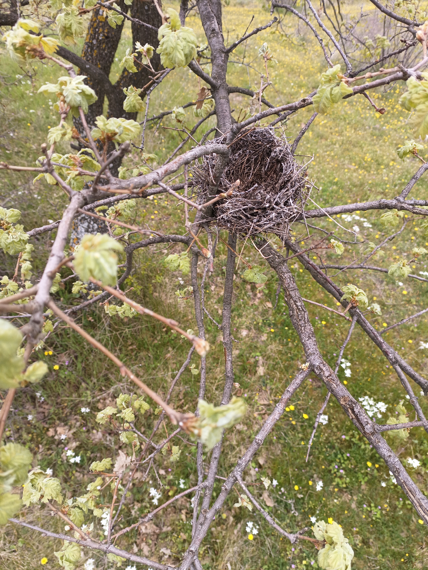 The image shows a bird's nest constructed in the branches of a tree. The nest appears to be made of twigs and dried grasses. The surrounding environment is a field of grass interspersed with small wildflowers, including white and yellow varieties. The tree itself shows signs of new leaf growth, with small, light green leaves sprouting from the branches. The location is estimated to be Kosten, Bulgaria, based on available data and image content. There are no people visible in the image.