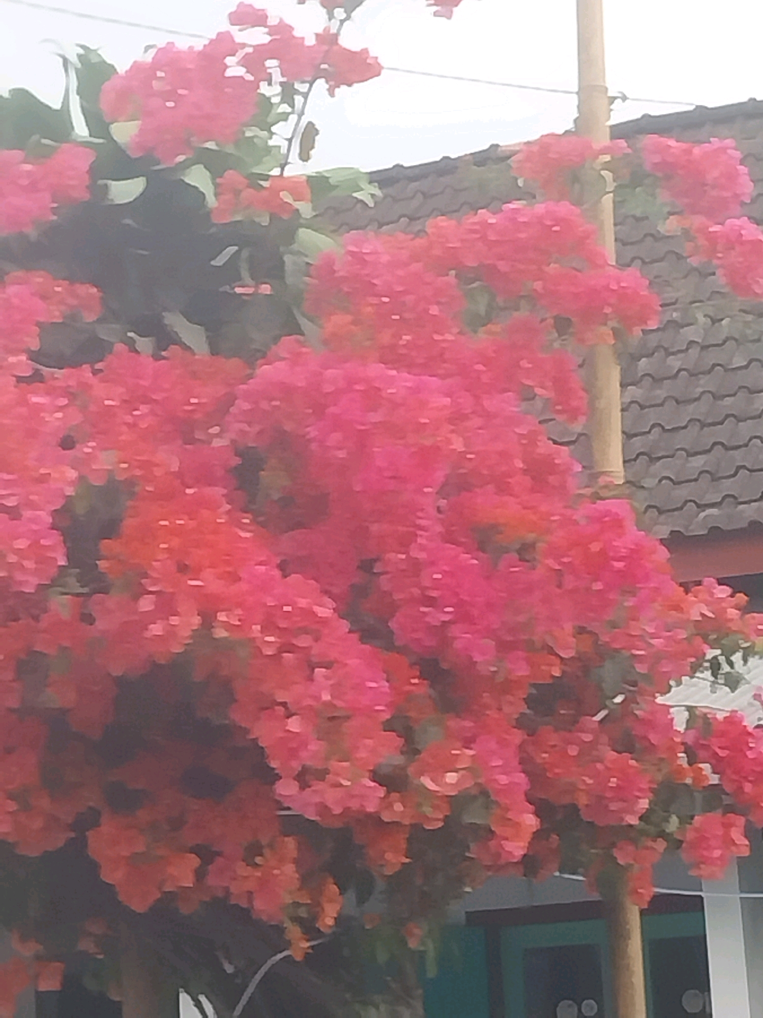 The image shows a close-up view of vibrant pink and red bougainvillea flowers cascading down a bamboo pole. In the background, a dark, tiled roof of a building is visible, with hints of green foliage. The overall impression is of a lush, tropical garden setting. The specific location in Sidodadi, Indonesia, is suggested by the building's architecture and the presence of tropical flowering plants. The scene is captured on an overcast day, with diffused light creating a soft, painterly effect. No people are visible in the image, and there are no discernible actions or interactions taking place.
