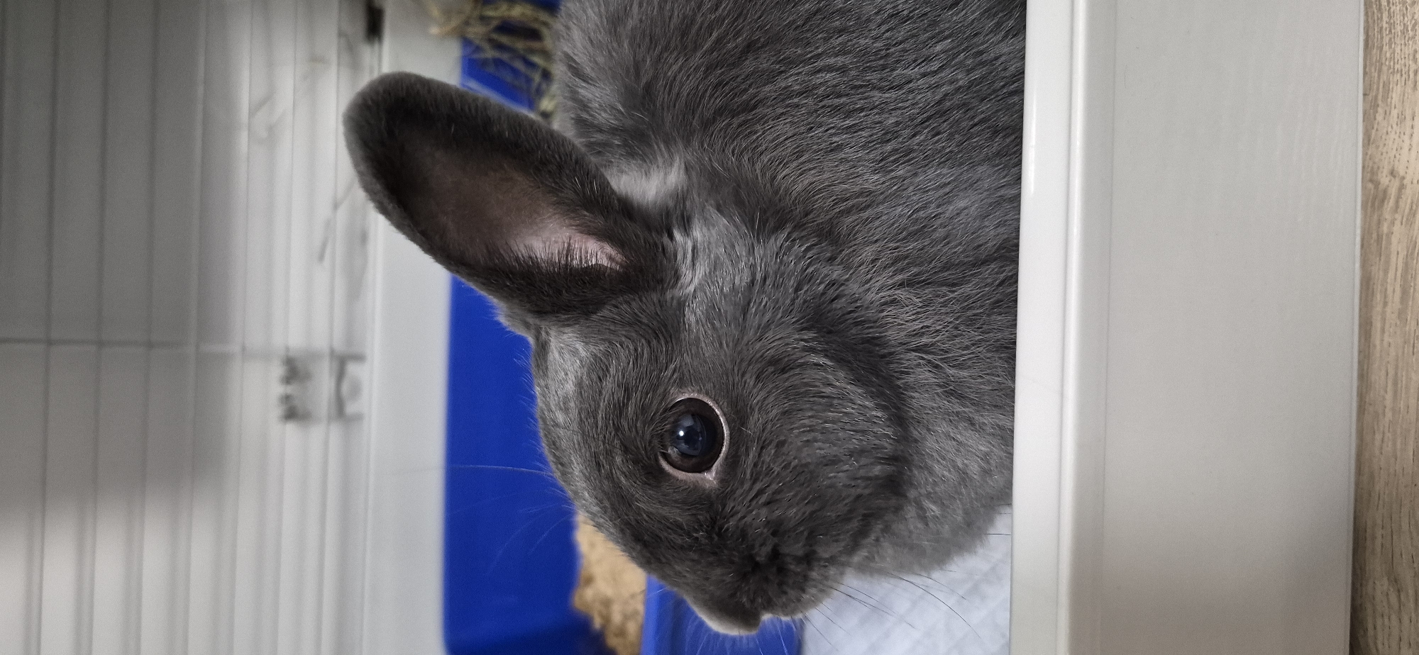 A close-up, profile view of a grey rabbit is captured in the image. The rabbit is positioned within a white enclosure, possibly a cage or litter box, with a blue container visible in the background filled with bedding material. The rabbit's left eye is dark and appears to be looking towards the left of the frame. Its ear is erect and angled upwards and to the left. The fur of the rabbit is finely detailed, showing individual strands. The environment appears to be indoors, with a light-colored, possibly tiled wall in the upper background, and a wooden surface beneath the white enclosure. There are no people or any other animals visible in the image. The scene is static, with the rabbit appearing alert and still.