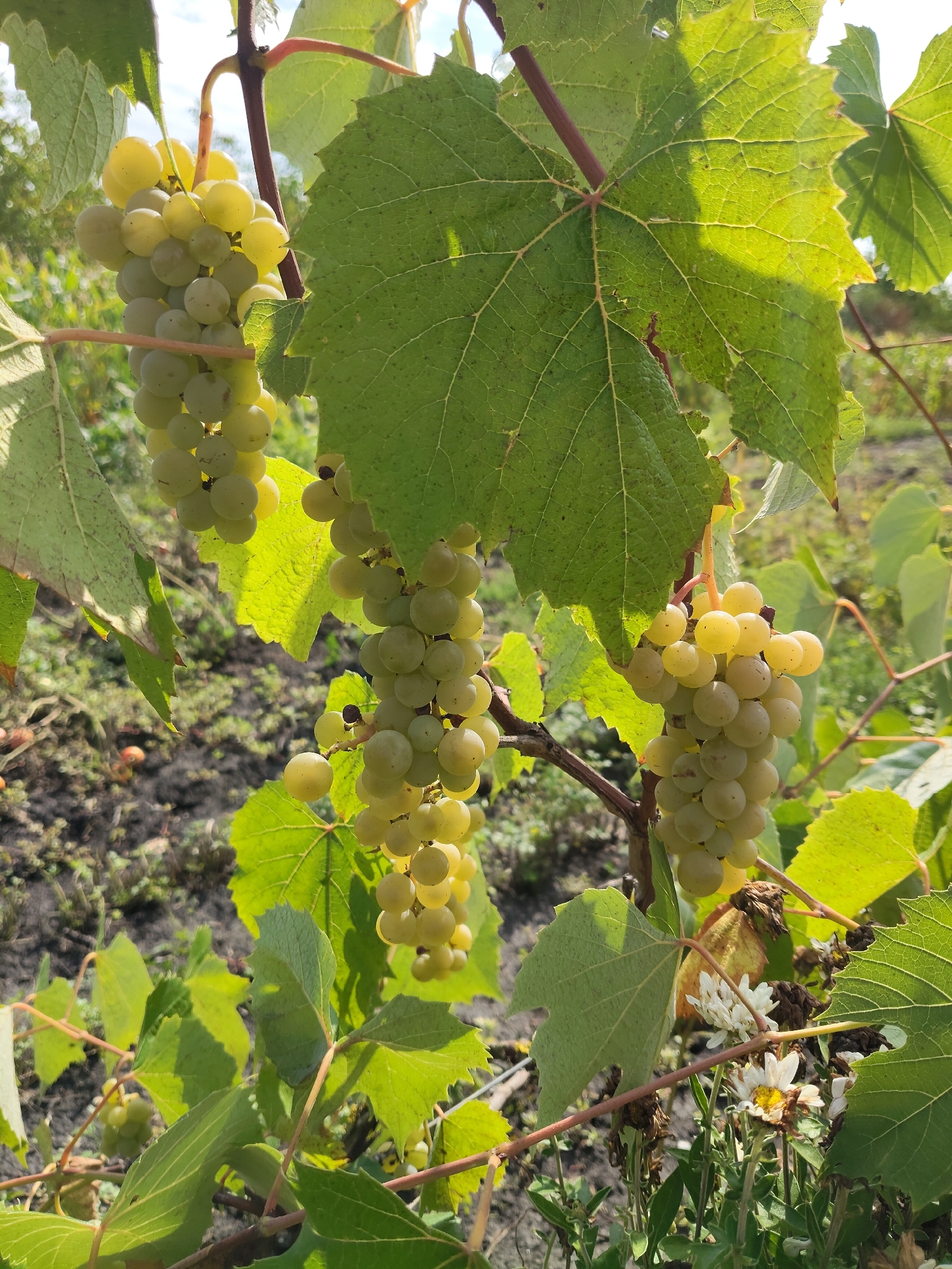 A close-up, eye-level shot captures several bunches of ripe, light-yellow grapes hanging from a vine. The grapes are plump and round, clustered tightly together on their stems. Large, green grape leaves, some tinged with brown at the edges, provide a backdrop and frame the fruit. The sunlight casts dappled shadows across the leaves and grapes, indicating an outdoor setting. The ground below is a dark, loamy soil, sparsely covered with dry vegetation and a few small, white flowers. The image appears to be taken in a vineyard or garden, likely in the rural vicinity of Mîndîc, Moldova, given the context. There are no people or animals visible in the frame. The overall impression is one of natural abundance and the harvest season.