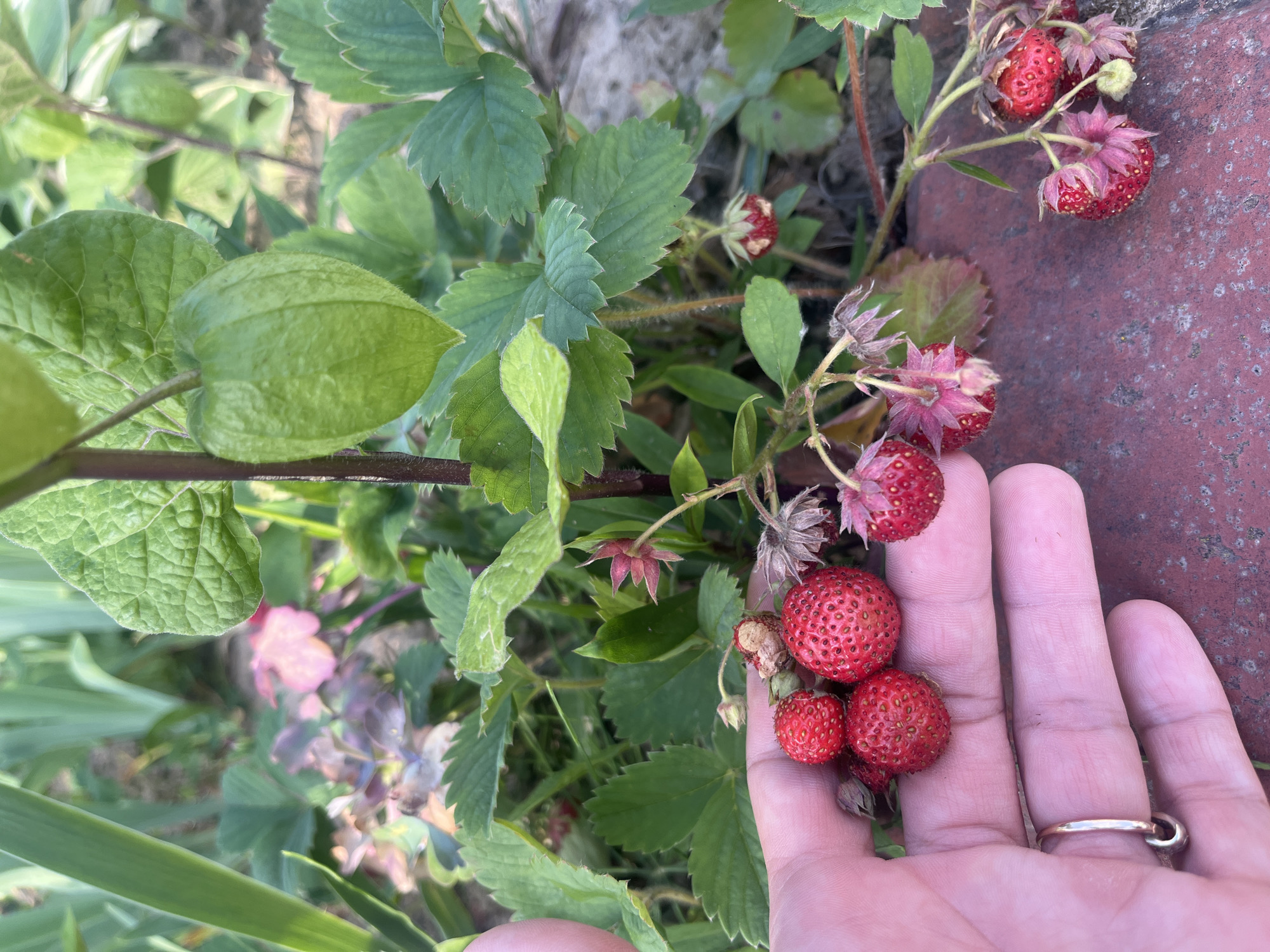 A close-up, eye-level shot shows a person's left hand holding a small cluster of wild strawberries. The hand, with a silver ring on the ring finger, is positioned in the lower left of the frame. The strawberries, bright red and small, are nestled in the palm and on the fingers. Behind the hand, a wild strawberry plant is visible, with green leaves, delicate pink flowers, and unripe green fruits. A large, green, lantern-like seed pod, characteristic of a Physalis plant, hangs from a stem. The background is a garden scene with other plants and some reddish-brown brickwork. The image appears to have been taken outdoors during daylight.