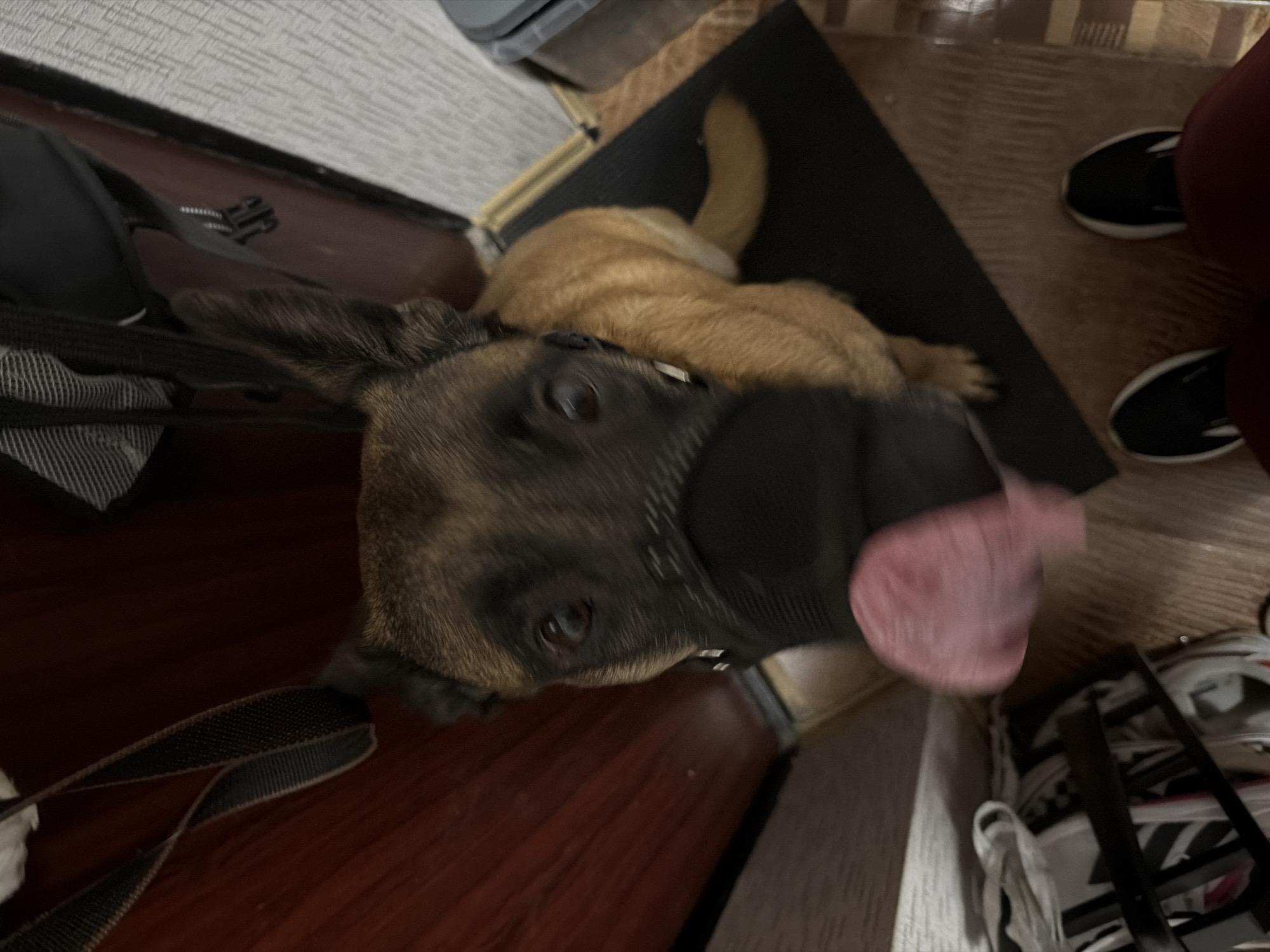 The image shows a dog wearing a muzzle, looking at the camera with its tongue out. The dog is a tan Belgian Malinois with a black muzzle. It is standing on a dark mat inside what appears to be a doorway. To the left of the dog is a wooden door and to the right is a dark trash can and a wooden floor. In the foreground, a pair of legs wearing dark pants and black sneakers is visible. There are also some bags or other items on the floor to the left. The overall setting appears to be domestic. There is no information in the image that indicates the location is in Saint Petersburg, Russia.