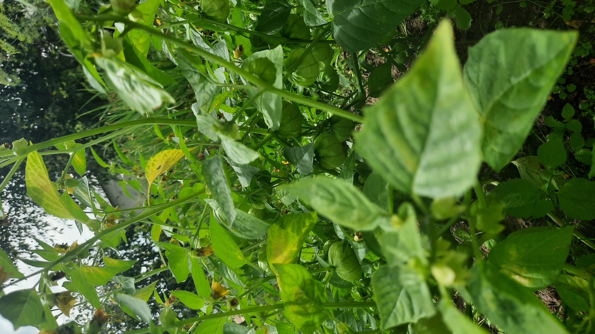 This is a close-up, low-angle outdoor shot of a tomatillo plant with numerous green, lantern-like fruits enclosed in papery husks. The foreground is dominated by the plant's large, green leaves, some of which are slightly out of focus. In the background, other tomatillo plants and foliage are visible, along with a hint of a white building and trees under a cloudy sky. The scene appears to be in a garden or agricultural setting.