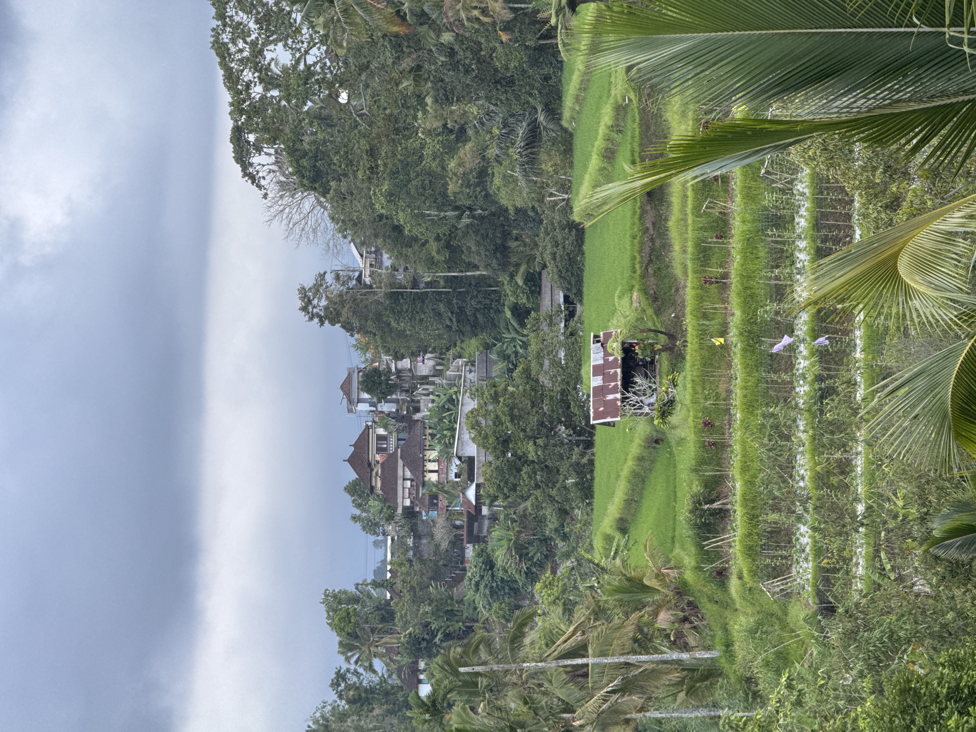 The image depicts a lush, terraced landscape likely representing rice paddies in Baturiti, Indonesia. In the foreground are tiers of vibrant green rice terraces with an unidentifiable small shack present in the lower center. A few colorful, small flags are seen amongst the terraces. The terraces appear to be separated by narrow walkways or irrigation channels. Palm trees are partially visible on the top right, and other tropical foliage is present across the whole photo. Above the terraces, residential buildings are nestled amongst the trees. The sky appears overcast.
