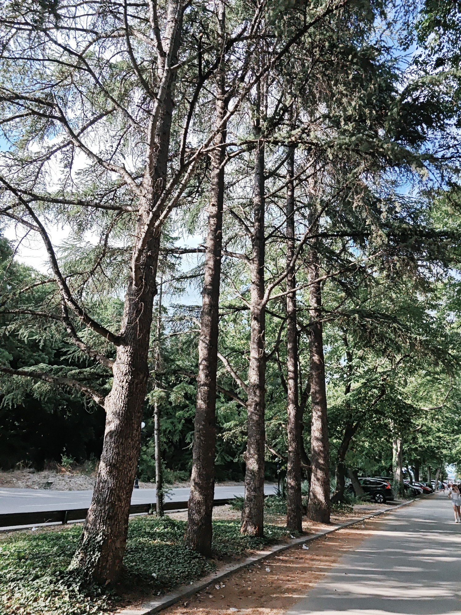 A group of tall, slender trees with rough bark and dense green foliage line a paved pathway on a sunny day. The trees are positioned on the left side of the image, casting shadows on the pathway. The pathway is a light grey asphalt and curves to the right, with a curb and a strip of green ground cover separating it from a road. Several cars are parked along the right side of the road. In the distance, a few people are walking on the pathway. The sky is a clear blue. The overall scene suggests an outdoor recreational area in an urban setting.