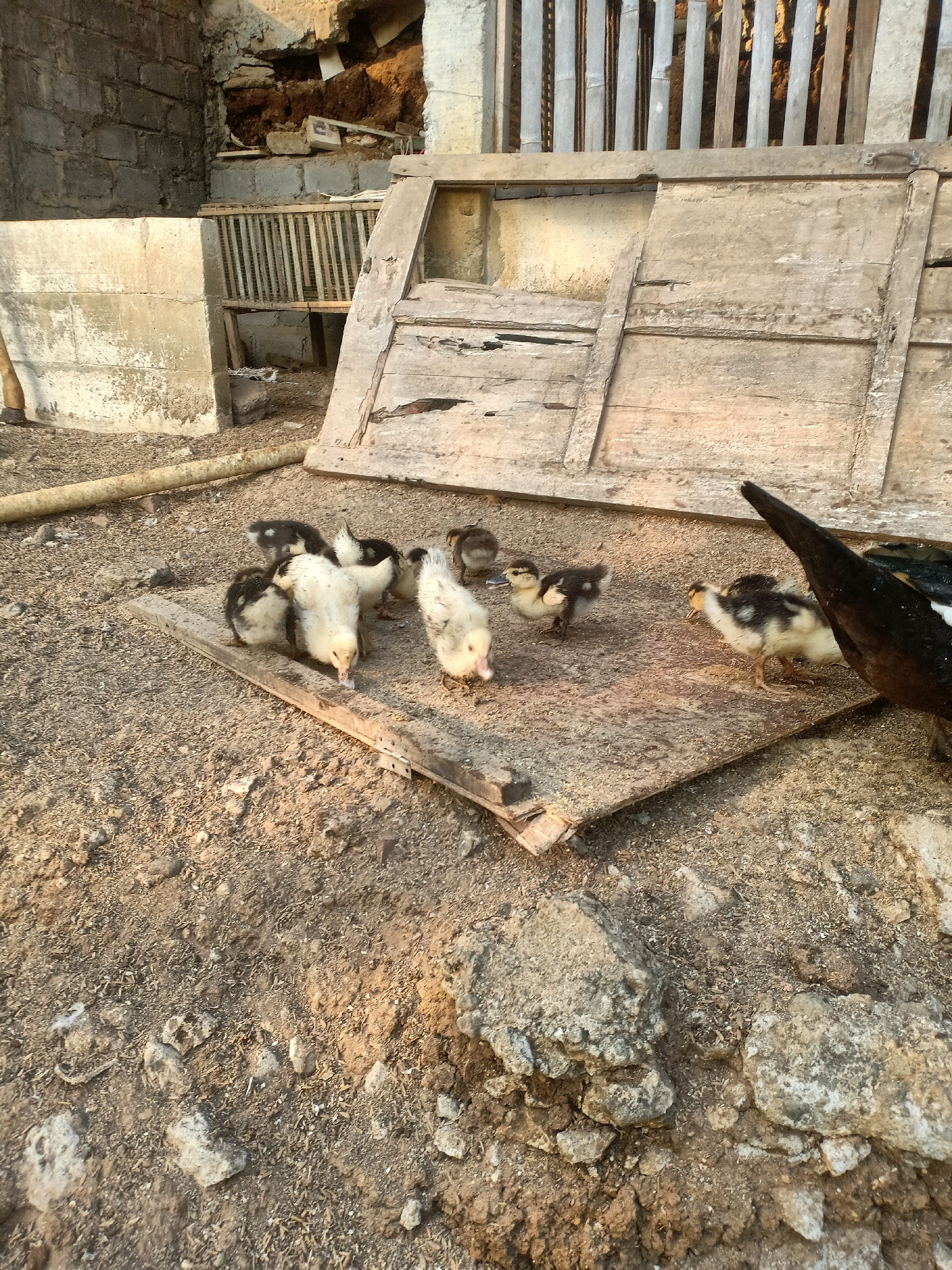 In Tasikhargo, Indonesia, a flock of ducklings is gathered on a roughly constructed wooden platform in an outdoor area. The ground is covered with loose dirt, pebbles, and straw-like debris. Behind the ducklings, a large, weathered wooden structure, possibly a door or a panel, lies horizontally. Further back, a dilapidated brick wall and a wooden fence made of vertical planks are visible. The scene appears to be in a rural or agricultural setting, with elements of disrepair and unfinished construction. One adult duck, predominantly black with white markings, is partially visible on the right side of the frame, facing away from the camera. The ducklings, in various stages of development, are exhibiting natural behaviors such as pecking at the ground. The lighting suggests it is either early morning or late afternoon.