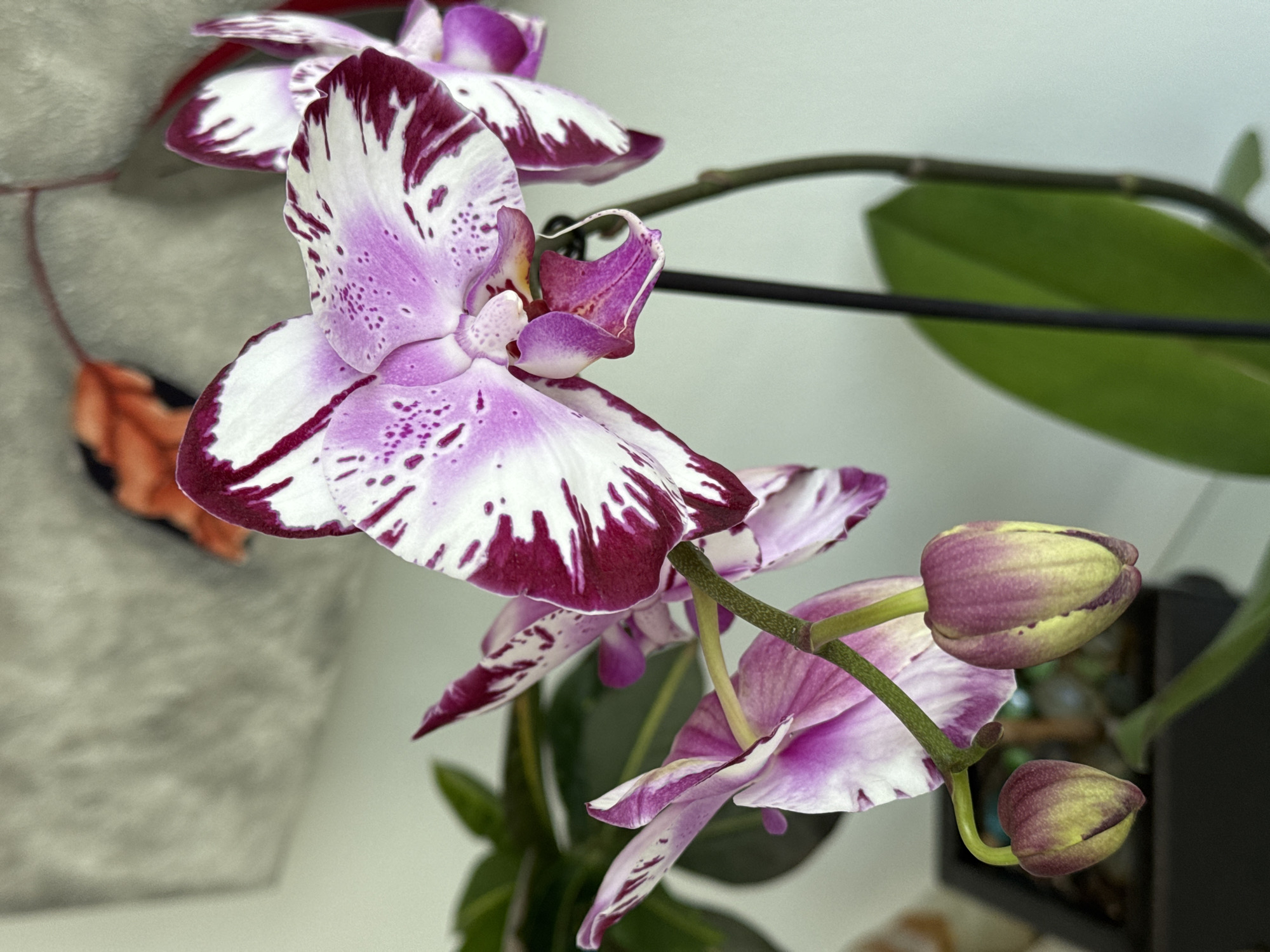 A close-up shot of a Phalaenopsis orchid with white petals accented with maroon and lilac markings. Some flowers are fully open, while others remain as buds with a light green and lilac hue. Green leaves are visible in the background. The image was taken indoors, as suggested by the soft, even lighting and the presence of a gray patterned object partially visible on the left. The black stem indicates a pot. The location is unknown.