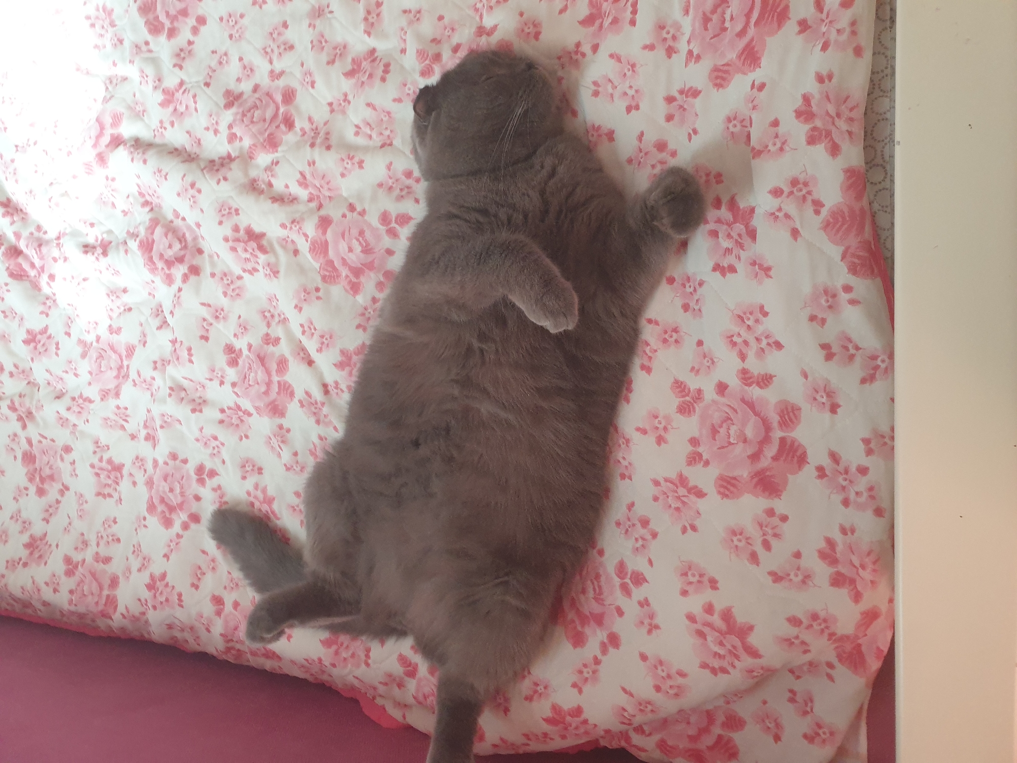 A grey cat is lying on its back on a floral patterned blanket. The cat is in the center of the image and appears to be asleep or relaxed. The blanket has a white background with pink roses and green leaves. The scene is indoors, likely on a bed. There is a pink wall on the left side of the image and the edge of a white surface at the bottom, suggesting a bed frame. The lighting suggests daylight, possibly from a window. The location in Lozovyi Yar, Ukraine, is not visually evident from the image itself.