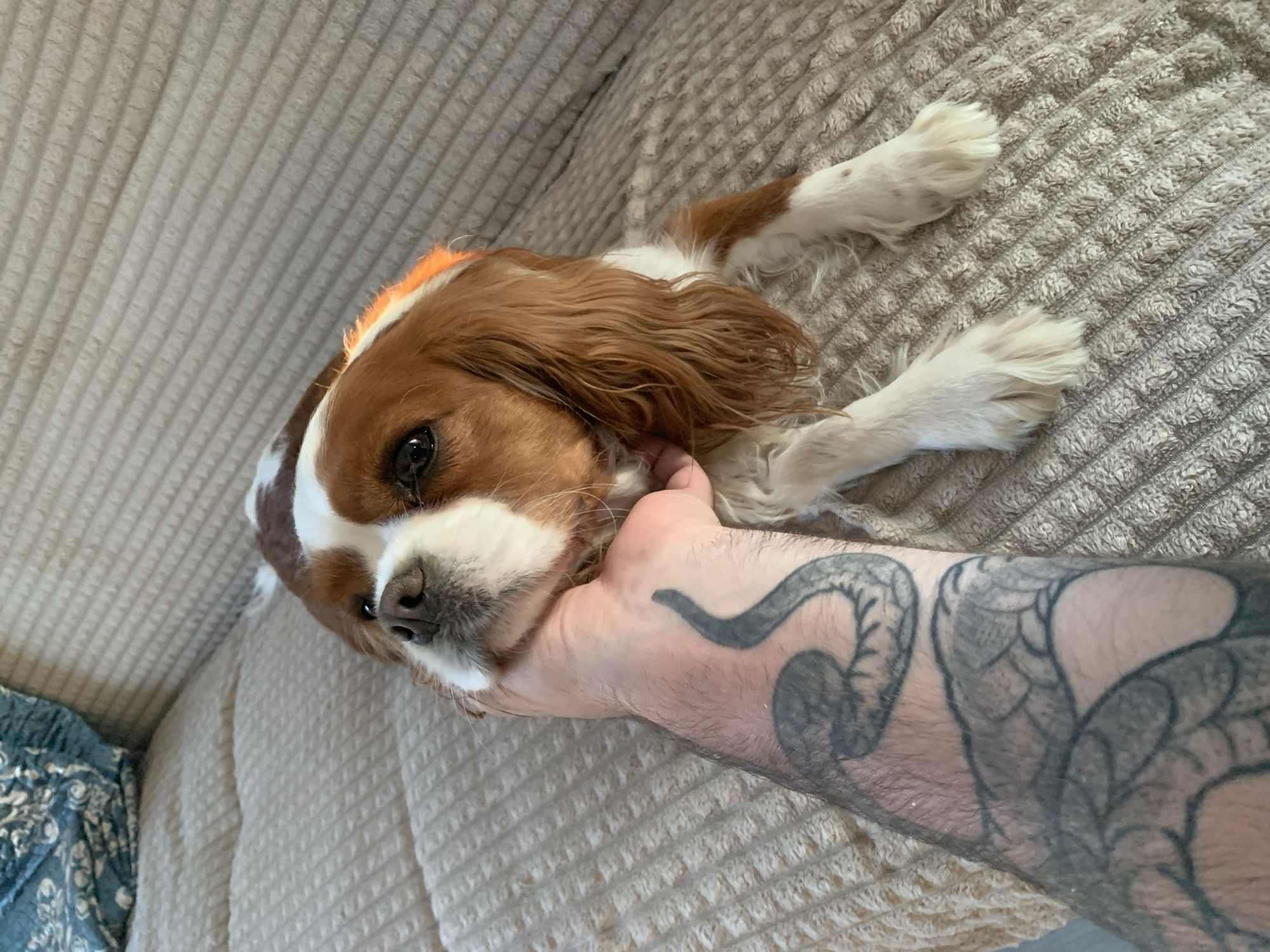 A Cavalier King Charles Spaniel with brown and white fur lies on a textured beige surface, possibly a couch. The dog's head is turned to the left, resting on a person's hand. The person's arm, heavily tattooed with a black and gray design, extends towards the dog. Part of a blue and white patterned fabric is visible on the lower left side of the image. The location is unspecified, and the city of Прикамский, Russia, is not discernible in the image.