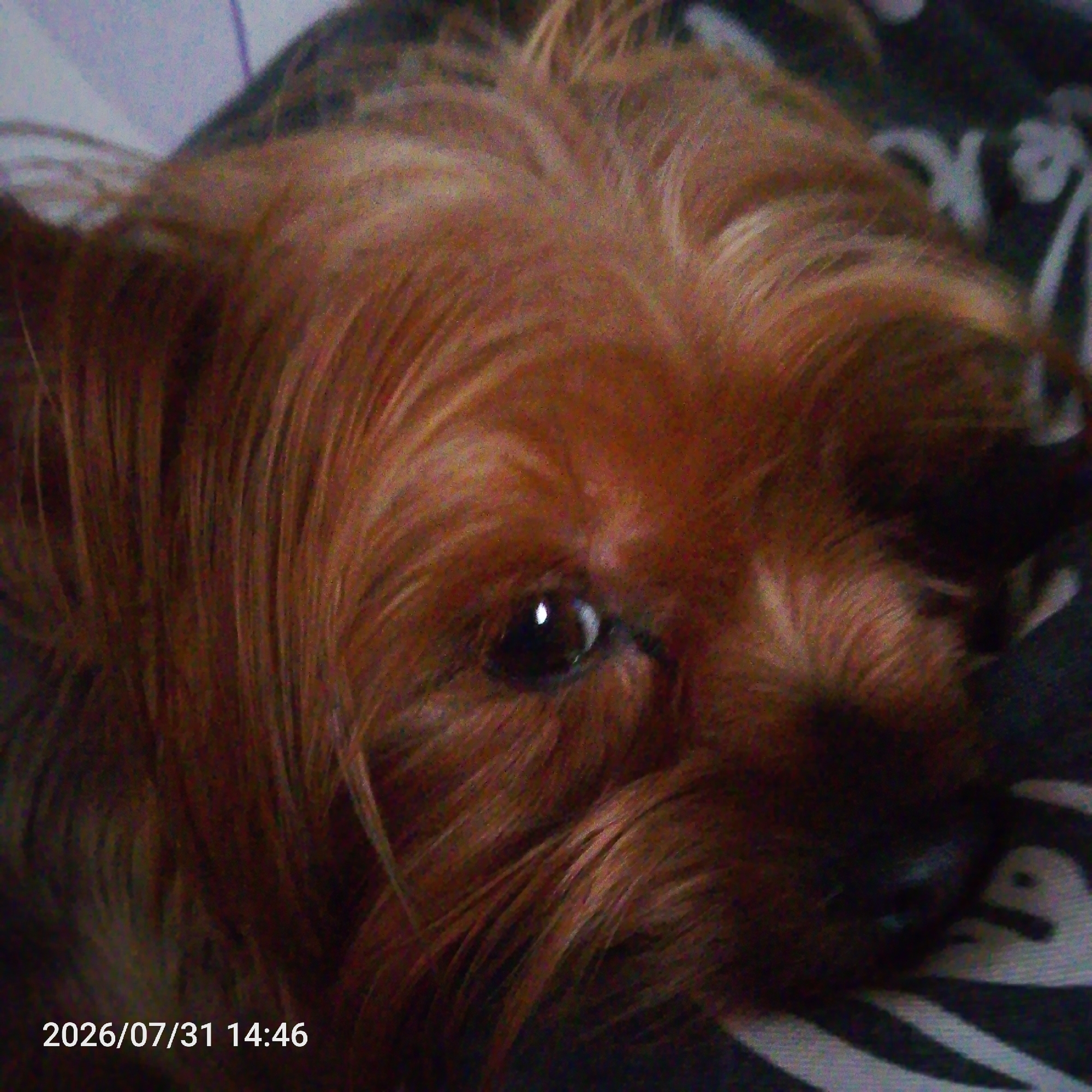 A close-up, slightly blurry, full-color image shows the face of a small, tan-colored dog with long fur. The dog's right eye, a dark brown orb with a bright reflection, is the focal point. The dog's fur is a mix of reddish-brown and lighter tan tones. The background consists of a black and white striped surface, possibly a blanket or fabric, with some lighter colored material on the upper left. A timestamp in the lower left corner reads "2026/07/31 14:46". The image quality is low, with visible noise and grain.