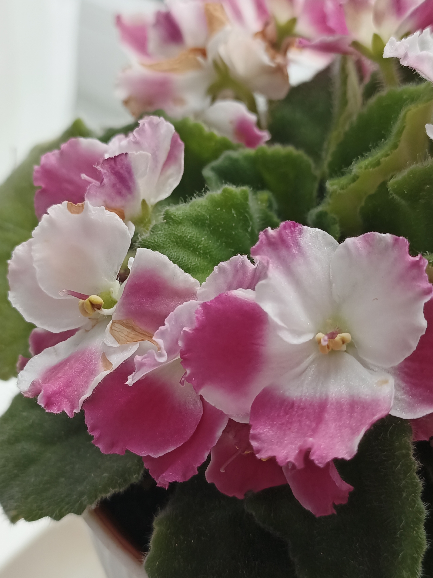 The image is a close-up shot of a potted African violet plant with pink and white variegated flowers and dark green, fuzzy leaves. The flowers have ruffled edges and prominent yellow stamen. Some of the petals show slight browning or drying. The background is blurred and appears to be a light-colored surface, possibly a wall or window. There are no people or animals visible in the image. The scene is indoors, likely on a windowsill or table. The location is stated as Medvedyovka, Russia.