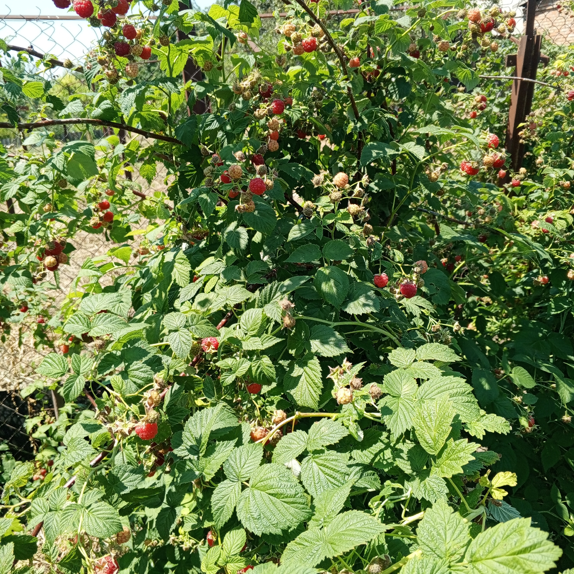 A close-up, eye-level, outdoor shot shows a dense patch of raspberry bushes laden with ripe and unripe fruit. The raspberry plants are vibrant green with numerous large, textured leaves, and some appear to be supported by a wire fence, suggesting cultivation. The berries are a mix of deep red, indicating ripeness, and lighter shades of pink and cream, showing various stages of development. Some older, dried-up berry clusters are also visible. Sunlight filters through the leaves, creating dappled shadows across the plants. In the background, a wire fence and a dark metal post are partially visible, with out-of-focus greenery and a hint of a brick structure suggesting a rural or semi-urban garden setting. The scene is located in Marhanets, Ukraine. There are no people or animals present in the image.