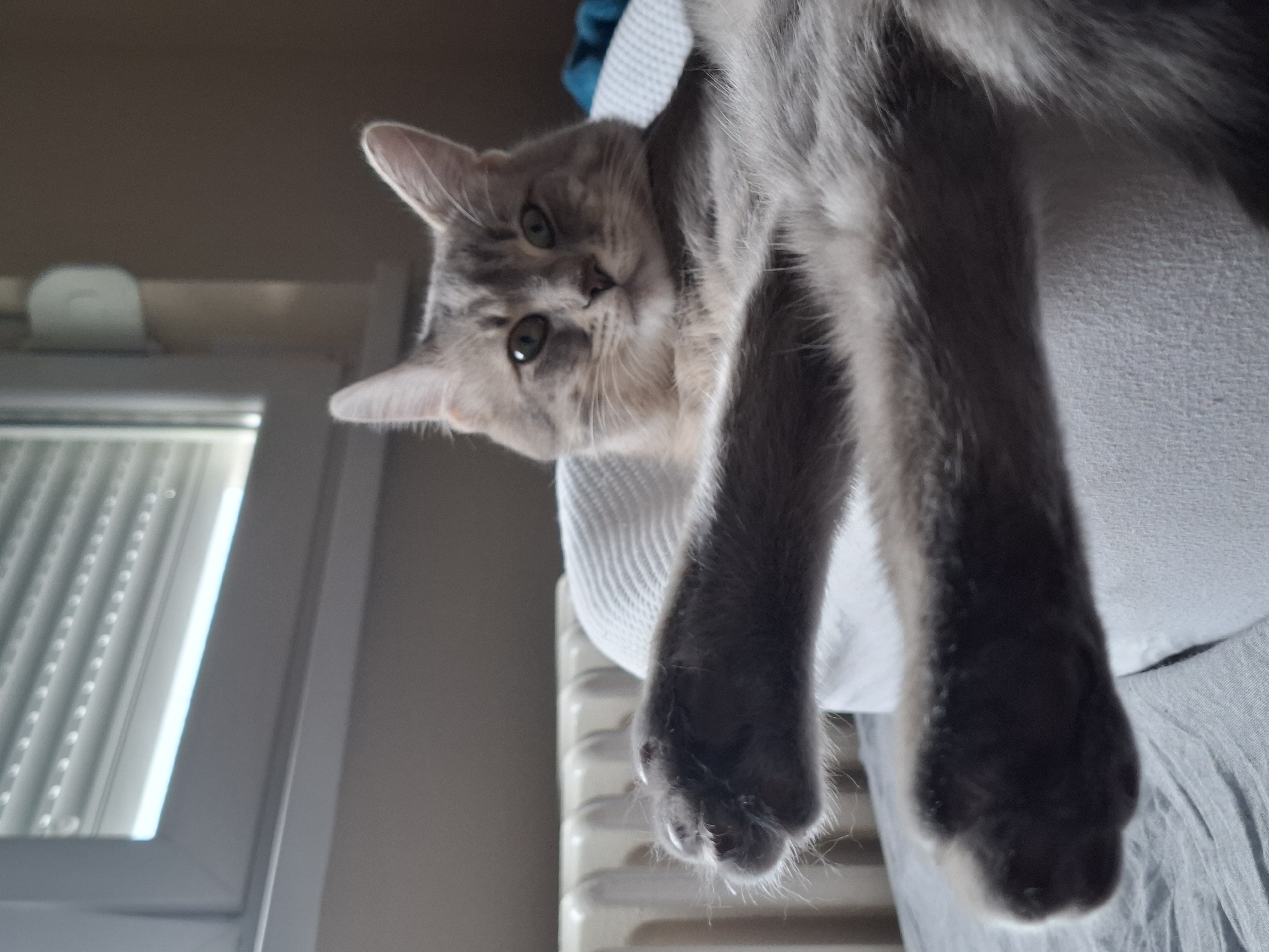 A gray cat is lying on a white pillow. The cat's paws are dangling downwards. The background includes a window with white blinds and a white radiator. The location is likely indoors, possibly in an apartment or house in Novi Sad, Serbia, based on visual cues of European architecture and interior design.