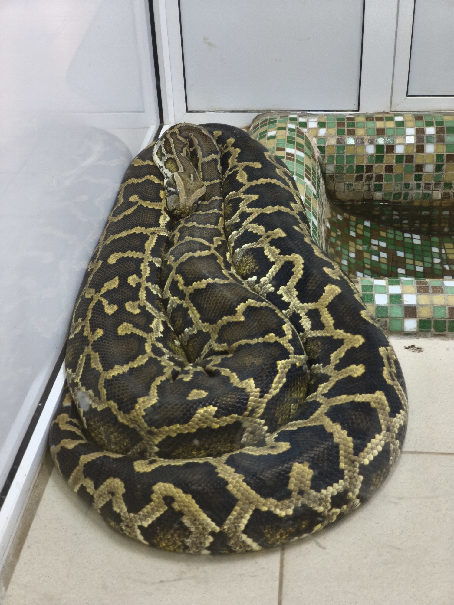 A large python is coiled tightly on a light-colored tiled floor within an indoor enclosure. The snake exhibits striking dark brown or black coloration overlaid with complex, lighter yellow-gold patterns that form an intricate, net-like design across its scales. Its head is visible at the top of the coil, resting on its body.
To the right of the snake, a structure adorned with mosaic tiles in shades of green, brown, and white is partially visible, appearing to be a shallow pool or water feature, with reflections suggesting the presence of water. White framing or trim, possibly part of a glass enclosure or window, borders the scene on the left and top. The environment appears clean and controlled, indicative of a zoo, reptile house, or specialized habitat. The snake is at rest, and no people or text are visible in the image.