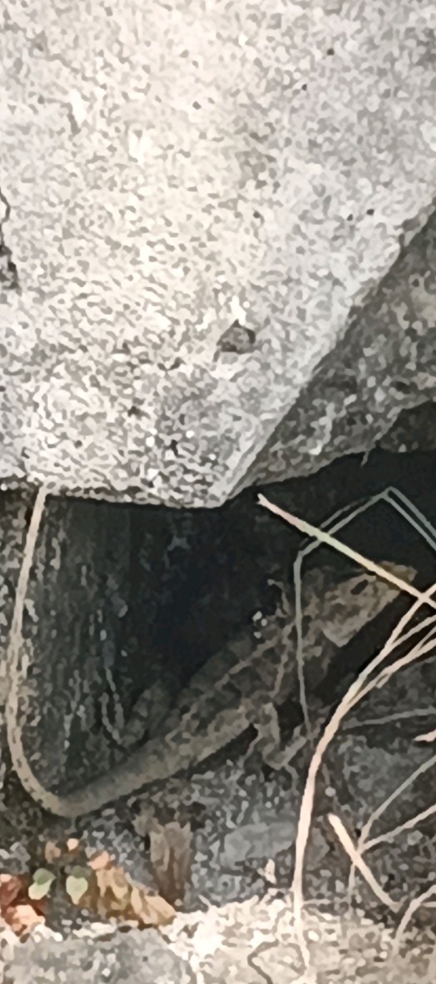 The image shows a close-up view of a lizard partially concealed within a dark crevice formed by two large, rough-textured rocks. The lizard's body is visible, with its tail extending out and its head turned towards the viewer. Dry grass and leaves are scattered around the base of the rocks, and a few small green plants are visible to the left. The overall scene suggests an outdoor environment, possibly in a natural or semi-natural setting within Kandangsemangkon, Indonesia. The lighting is dim, with the dark crevice creating a strong contrast with the lighter-colored rocks. No people or human activity are depicted in the image.