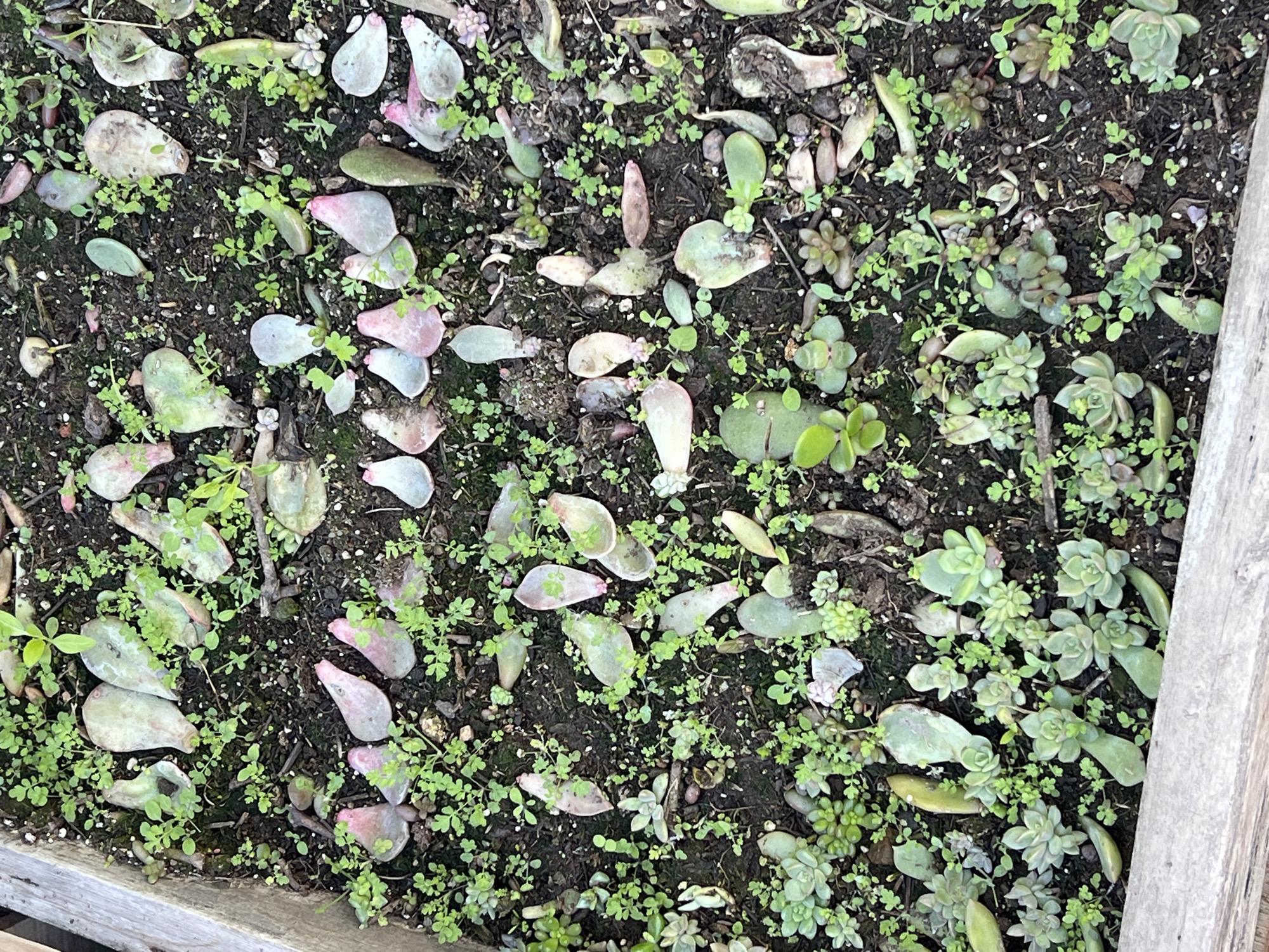 A high-angle close-up shot shows a wooden planter box filled with soil and numerous succulent plant leaves that have been propagated. The soil is dark and appears moist, with small green sprouts and weeds interspersed among the leaves. The leaves themselves vary in color, with some being pale green, others having pinkish hues, and a few appearing dried or in various stages of decay. Small, newly forming succulent rosettes are visible in several locations, indicating successful propagation. The planter box itself has weathered wooden sides, suggesting it is outdoors. The image does not provide any visual cues that would allow for specific localization to Sumalao, Argentina, or any other city. There are no people, animals, or specific actions depicted, other than the passive process of plant propagation in a garden setting.