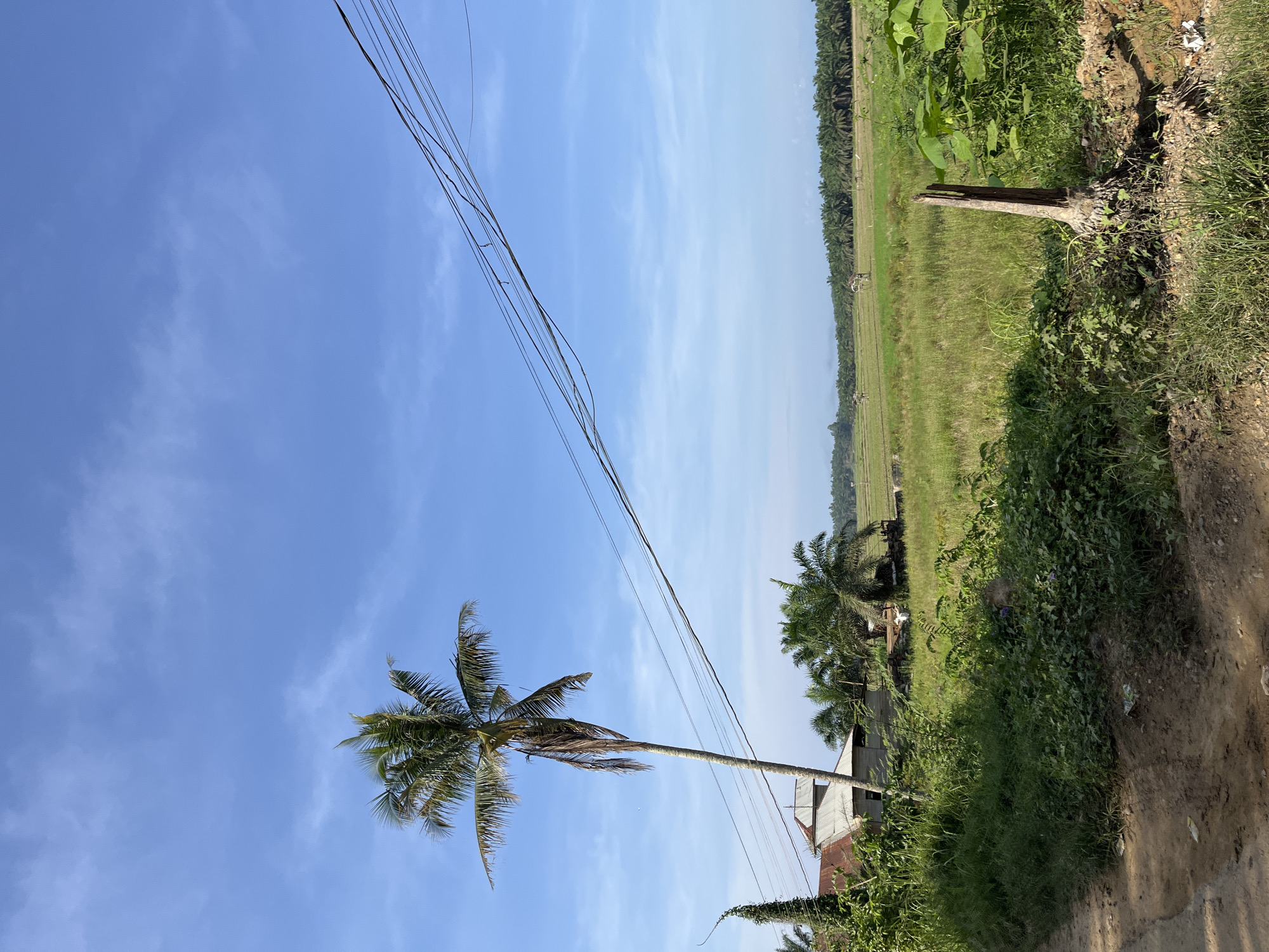 In Durian, Indonesia, a rural landscape unfolds under a clear blue sky dotted with wisps of white clouds. The foreground features a dirt path on the left, bordered by lush green grass and foliage. To the right, a weathered wooden stump protrudes from the ground amidst dense greenery.
Dominating the mid-ground is a tall, slender palm tree with sparse fronds, leaning slightly to the left. Behind it, a rustic building with a corrugated metal roof stands beside a cluster of palm trees. Beyond this, a vast expanse of green fields stretches into the distance, interrupted by more palm trees forming a dense line on the horizon. Several small, thatched structures are scattered within the fields, possibly agricultural shelters. Overhead, a network of electrical wires crisscrosses the sky. The overall impression is one of a serene, rural setting in Indonesia.