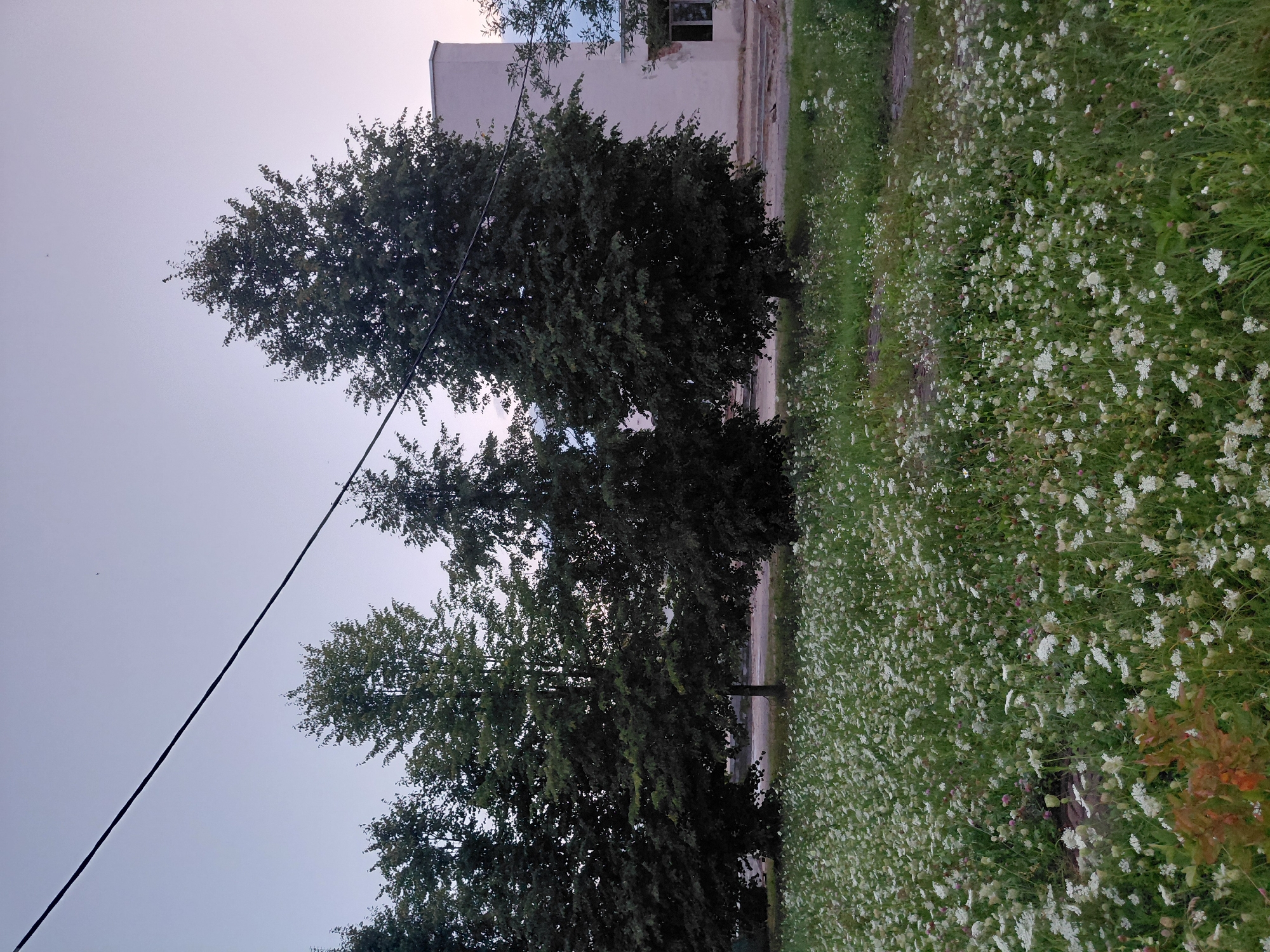 The image captures an outdoor scene in Smarhon, Belarus, likely during late afternoon or early evening given the soft, diffused light. In the foreground, a dense field of white wildflowers, possibly Queen Anne's Lace and clover, covers the ground. The flowers are short, reaching approximately knee-high. Behind the wildflower field, a row of mature, leafy trees stands tall, with their branches dense with green foliage. The trees are of varying heights, with the largest one dominating the center-right of the frame. Beyond the trees, a pale pinkish-white building is visible. It appears to be a two-story structure with a simple, utilitarian design. One window on the upper floor is broken, revealing dark interior. A black power line stretches diagonally across the upper portion of the image, from the left edge towards the upper right. The sky above is a pale, dusky blue, with a hint of pink on the horizon. The overall impression is one of a slightly neglected, yet natural urban fringe.