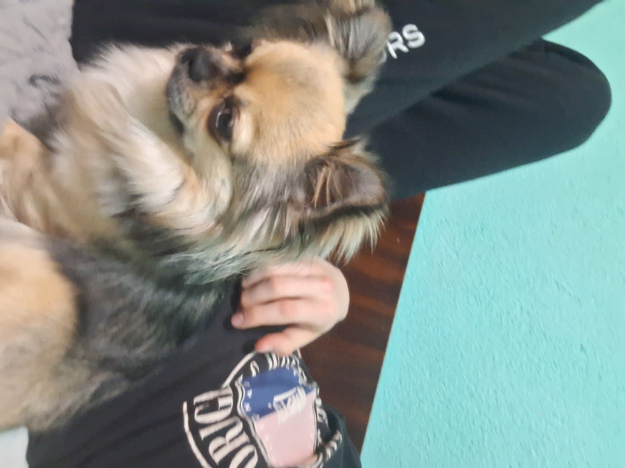 A close-up, slightly blurry, medium-angle shot shows a light brown and grey dog lying on a person's lap. The dog's head is turned to the left, and its eyes are visible. A hand rests on the person's shirt. The person is wearing a black shirt with a large white logo on the bottom and black sweatpants. A blue wall with white texture is in the background. The location, Stara Zagora, Bulgaria, cannot be determined from the information available in this image.