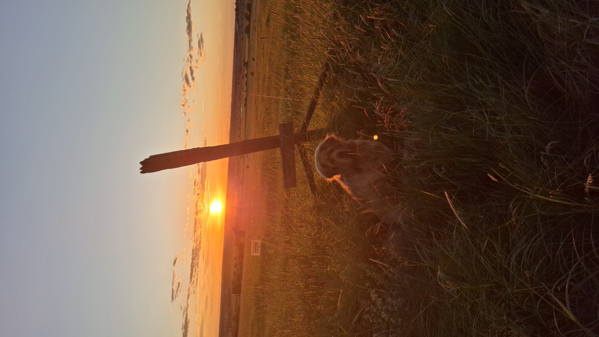 A vertical outdoor shot captures a serene sunset in Innolovo, Russia. The sun, a brilliant orb of orange, is low on the horizon, casting a warm, golden glow across a field of tall grass and a wooden fence post. The sky transitions from a pale blue at the top to vibrant hues of orange and pink near the sun, with a few wispy clouds catching the light.
In the foreground, nestled amongst the grass by the fence post, is a small, fluffy animal, possibly a dog or a fox cub, with light-colored fur. It appears to be resting or observing the sunset, its back turned to the camera. The tall grass creates a natural frame for the animal and the fence.
In the distance, a flat landscape with some hints of trees and structures is visible, bathed in the twilight. A small signpost is also visible near the fence post. The overall mood is peaceful and tranquil, evoking a sense of natural beauty and quiet contemplation as day transitions to night. The image appears to have been taken during the golden hour. There is no discernible text that can be read clearly.