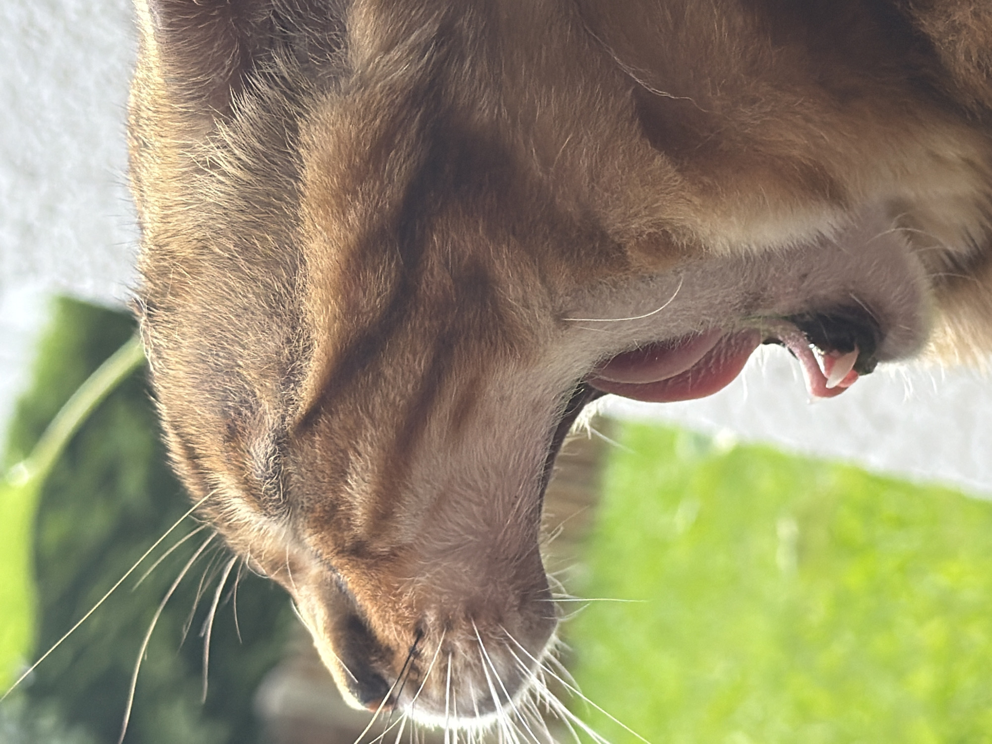 A close-up, profile shot focuses on the side of a brown tabby cat's face as it yawns. The cat's mouth is wide open, revealing its pink tongue and some teeth. Its fur is illuminated by sunlight, highlighting the striped patterns and individual hairs. The background is blurred, showing a vibrant green, grassy area on the left and a white textured surface on the right, suggesting an outdoor setting. The image is captured from a low angle, emphasizing the cat's yawn. This scene is not located in Garmisch-Partenkirchen, Germany.