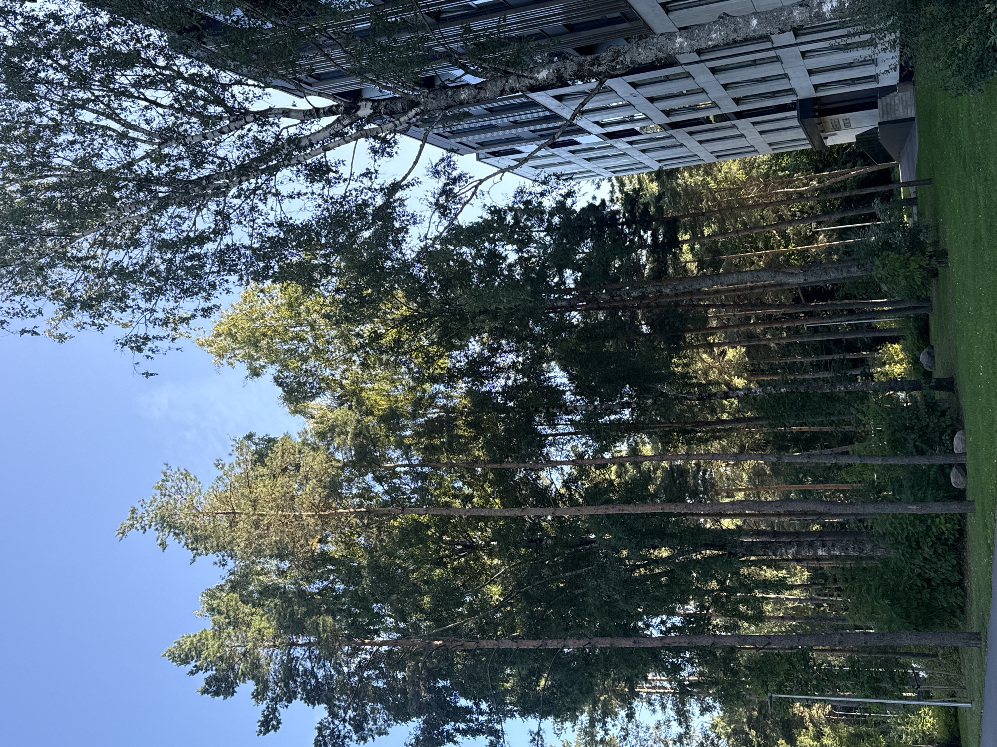 A low-angle medium shot captures a modern apartment building and a dense forest with tall pine trees under a clear blue sky. The building, located on the right side of the frame, features a contemporary design with a facade of light gray panels and dark-framed windows. Its exterior suggests it is made of concrete and metal. In front of the building, a pathway leads to an entrance with stairs. The left and center portions of the image are dominated by a thick stand of mature pine trees, their trunks slender and reaching towards the sky, interspersed with other deciduous trees and lush green undergrowth. Sunlight filters through the leaves, creating dappled light on the forest floor, which is covered in grass and scattered rocks. A streetlamp is visible on the left side of the image. The scene appears to be a residential area where nature and urban architecture coexist.