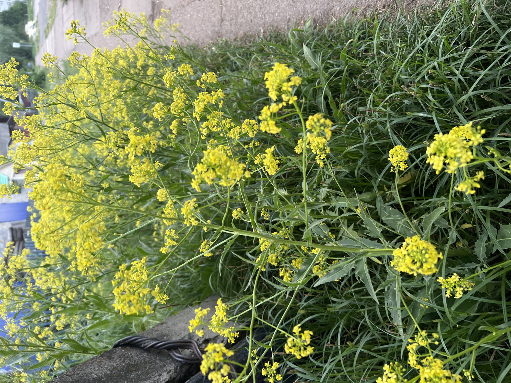 The image shows a patch of yellow wildflowers growing along a concrete curb or wall in what appears to be an urban environment. The flowers are dense and clustered, with green foliage interspersed among them. Adjacent to the flower patch is tall, green grass. In the background, there are glimpses of buildings and a sidewalk or road, suggesting this is likely a roadside or urban green space. Based on the prompt, the location is identified as Chaikovsky, Russia. No people are visible in the image. The scene suggests an area where wildflowers have been allowed to grow freely, perhaps deliberately or as a result of minimal landscaping efforts.