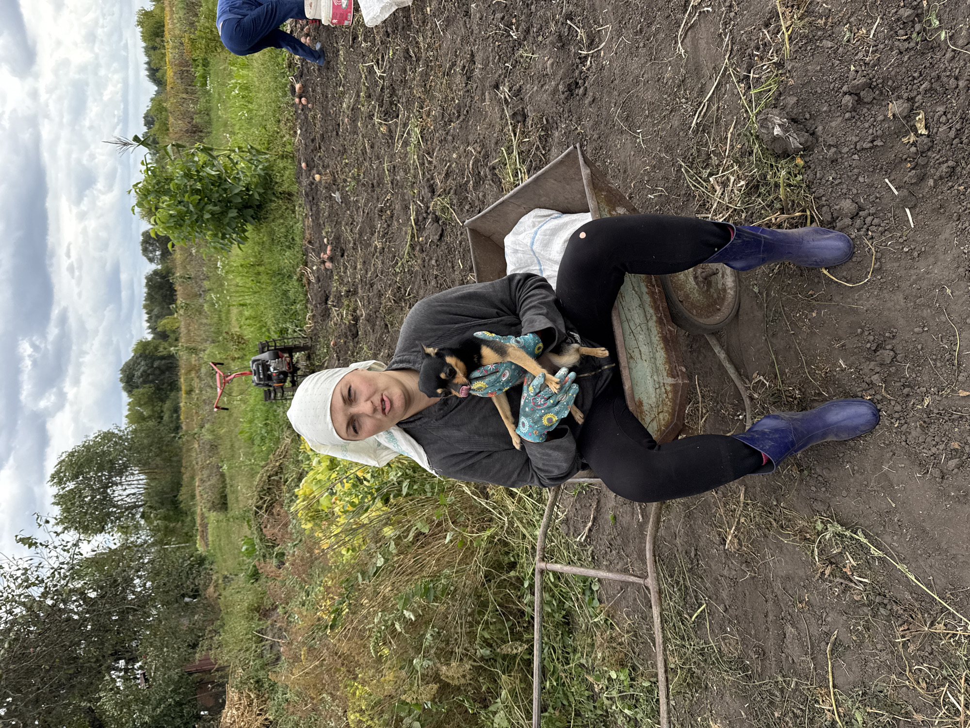 In Fominka, Russia, a woman with a white headscarf and teal gloves, one of which displays a floral pattern, sits on the edge of a weathered, green wheelbarrow in a field. She is holding a small, dark-colored chihuahua, which has its tongue sticking out. The woman is wearing a dark grey hooded sweatshirt, black leggings, and blue rubber boots. A white sack rests inside the wheelbarrow. The ground is dark soil, with scattered dried vegetation and a few small, reddish-brown objects that appear to be potatoes. In the background, a red and black rototiller is visible, along with various trees and bushes. The sky is overcast with grey clouds. To the right, a person in blue pants is bent over, possibly harvesting potatoes.