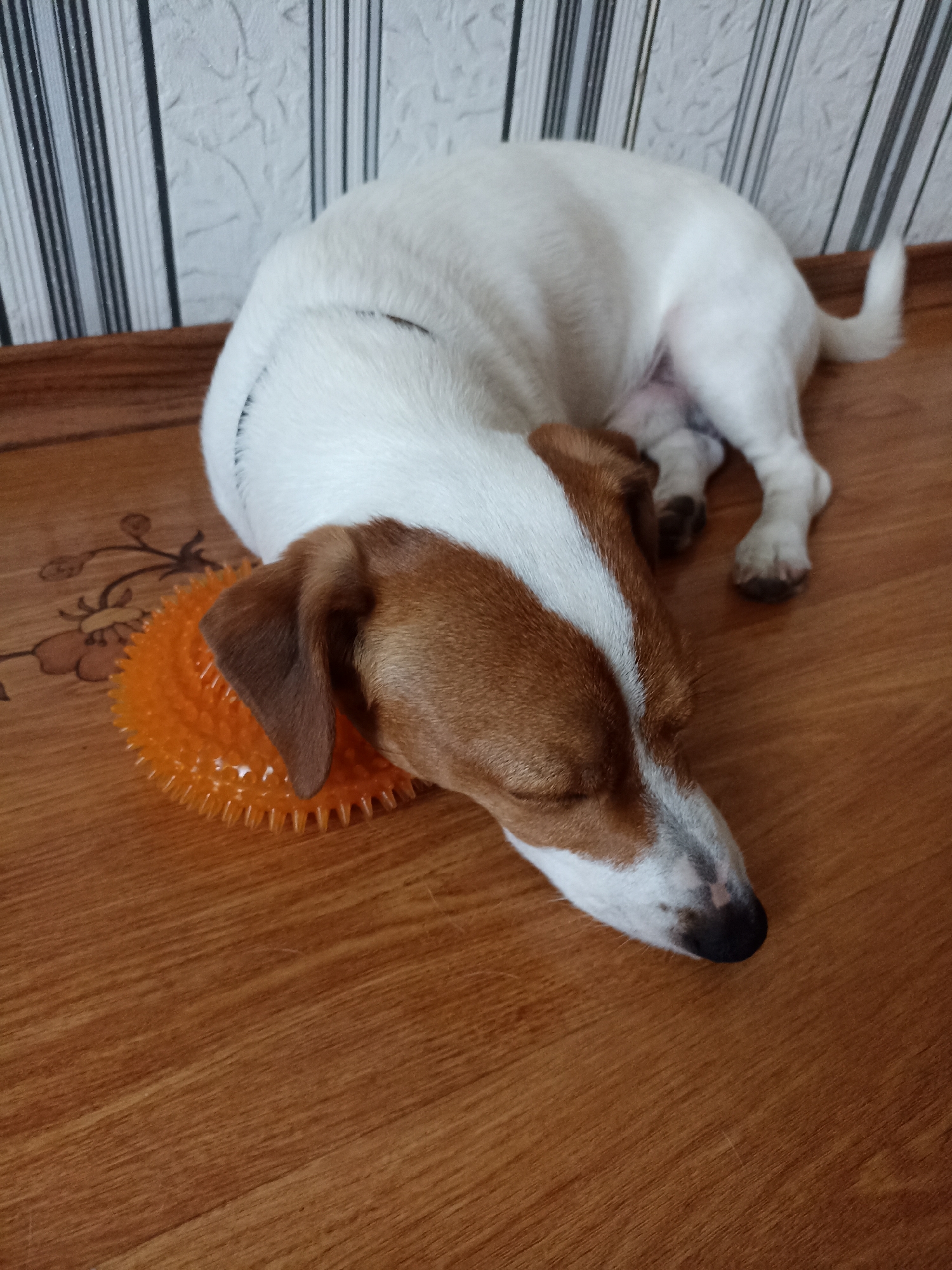 A Jack Russell Terrier lies on its side on a wooden floor, resting its head on an orange, spiky ball. The dog is mostly white with brown markings on its head and ears. Its eyes are closed, suggesting it is asleep or very relaxed. The background consists of a wall with vertical striped wallpaper. The lighting appears to be from an indoor source, indicating it's likely daytime or artificial light. The scene is peaceful and calm, with the dog appearing comfortable and secure. No text is visible in the image.
