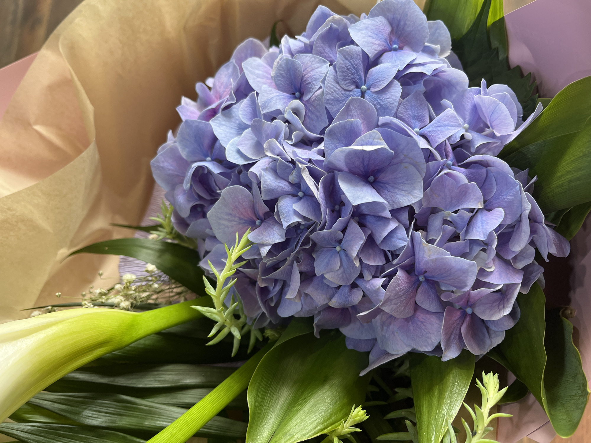 A close-up shot depicts a vibrant floral arrangement. Dominating the view is a large, round cluster of blue hydrangeas, interspersed with dark green foliage and occasional sprigs of baby's breath. In the foreground, a calla lily with a green stem and white flower head is visible. The bouquet is wrapped in light brown and pink paper. There is no context to suggest the location of the city of Burgas, Bulgaria. The scene contains no people or actions.